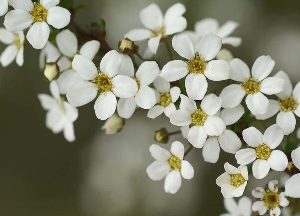 Impresionantesflores Blancas En Plena Floración