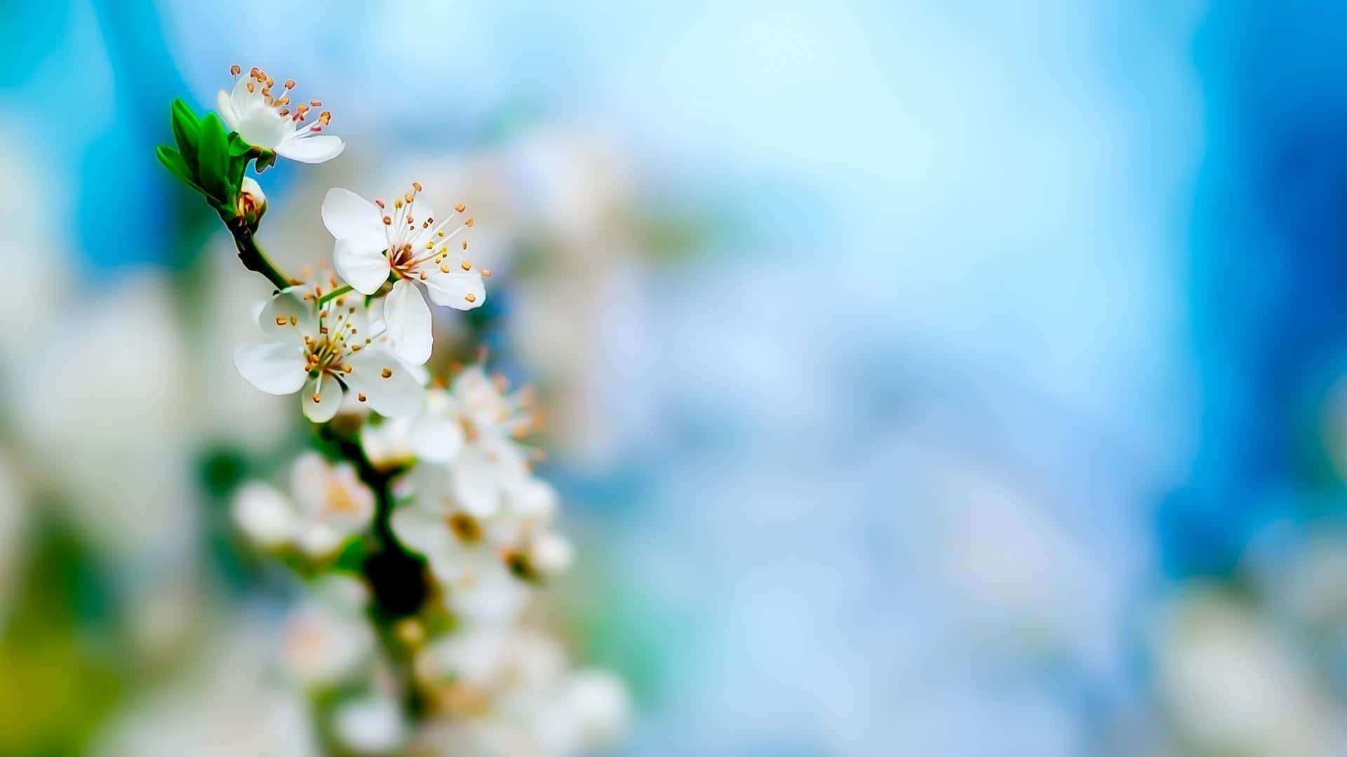 Impresionantesflores Blancas Floreciendo En Un Jardín.