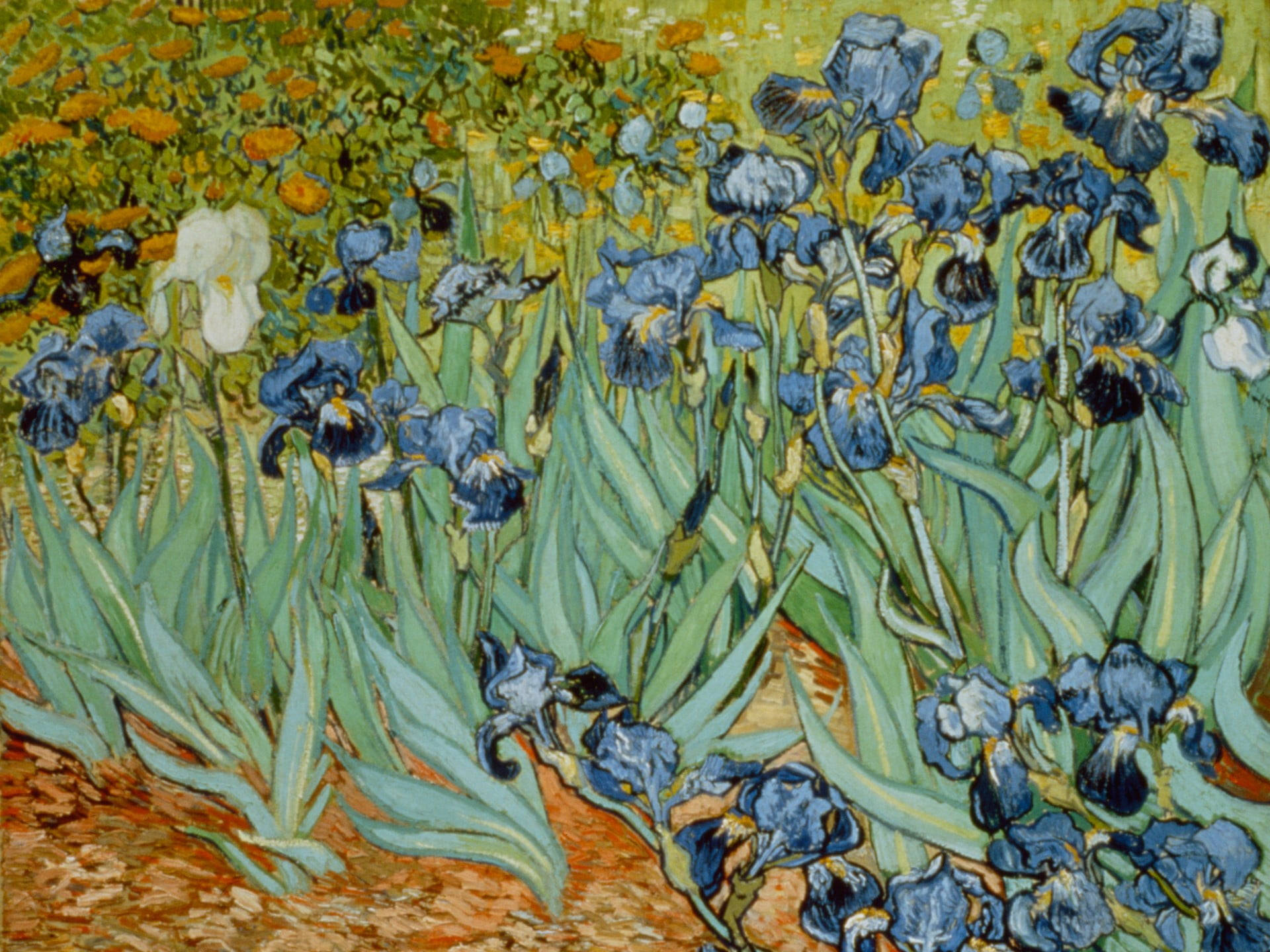 Impressionist_ Blue_ Irises_ Painting Wallpaper