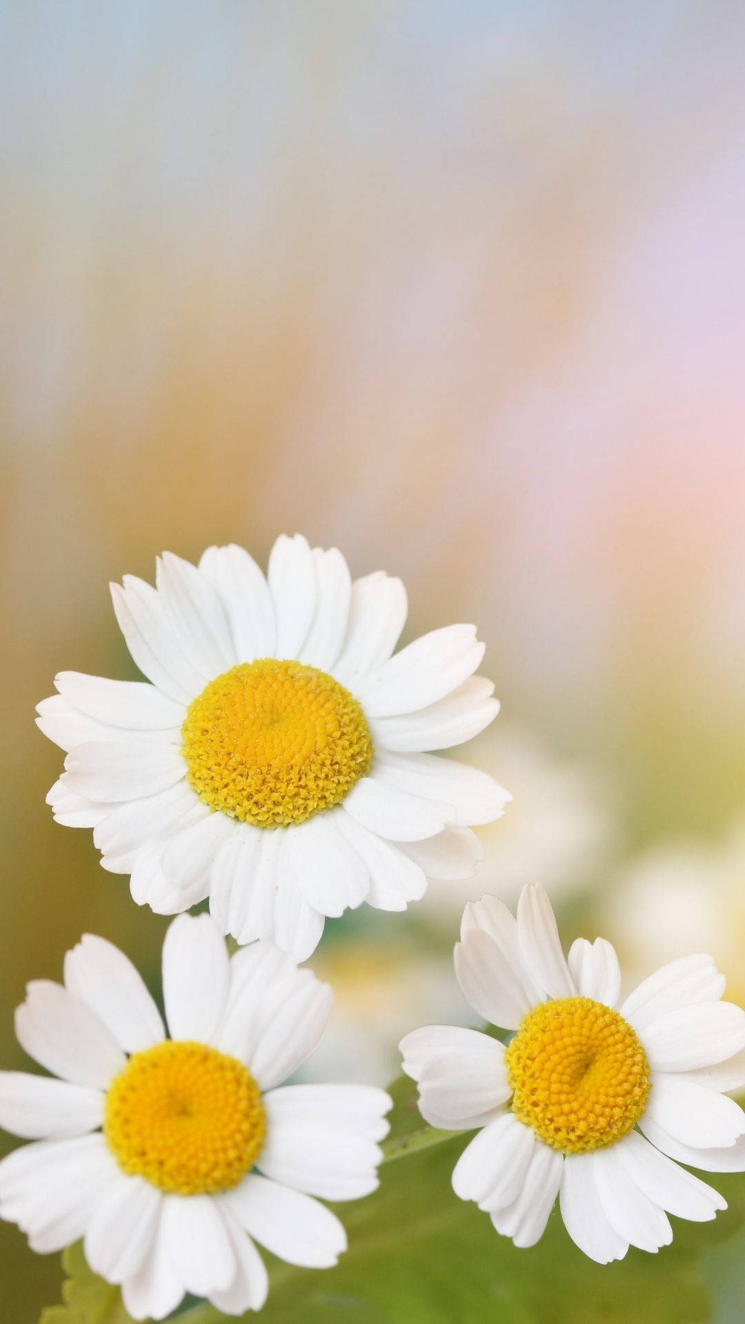 In-focus Of White Daisy Iphone Wallpaper
