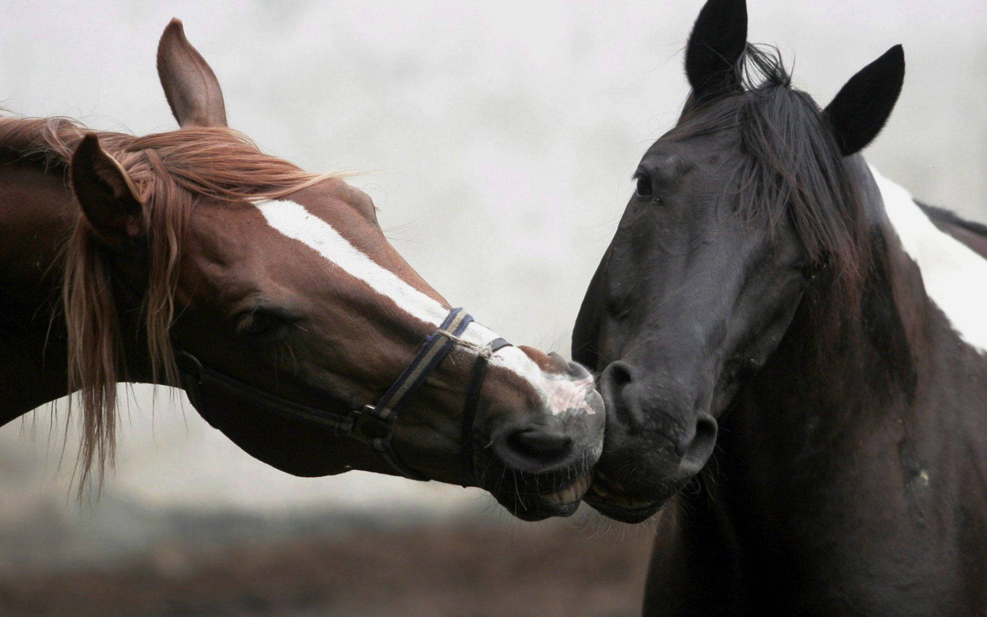 In Love Horses Faces