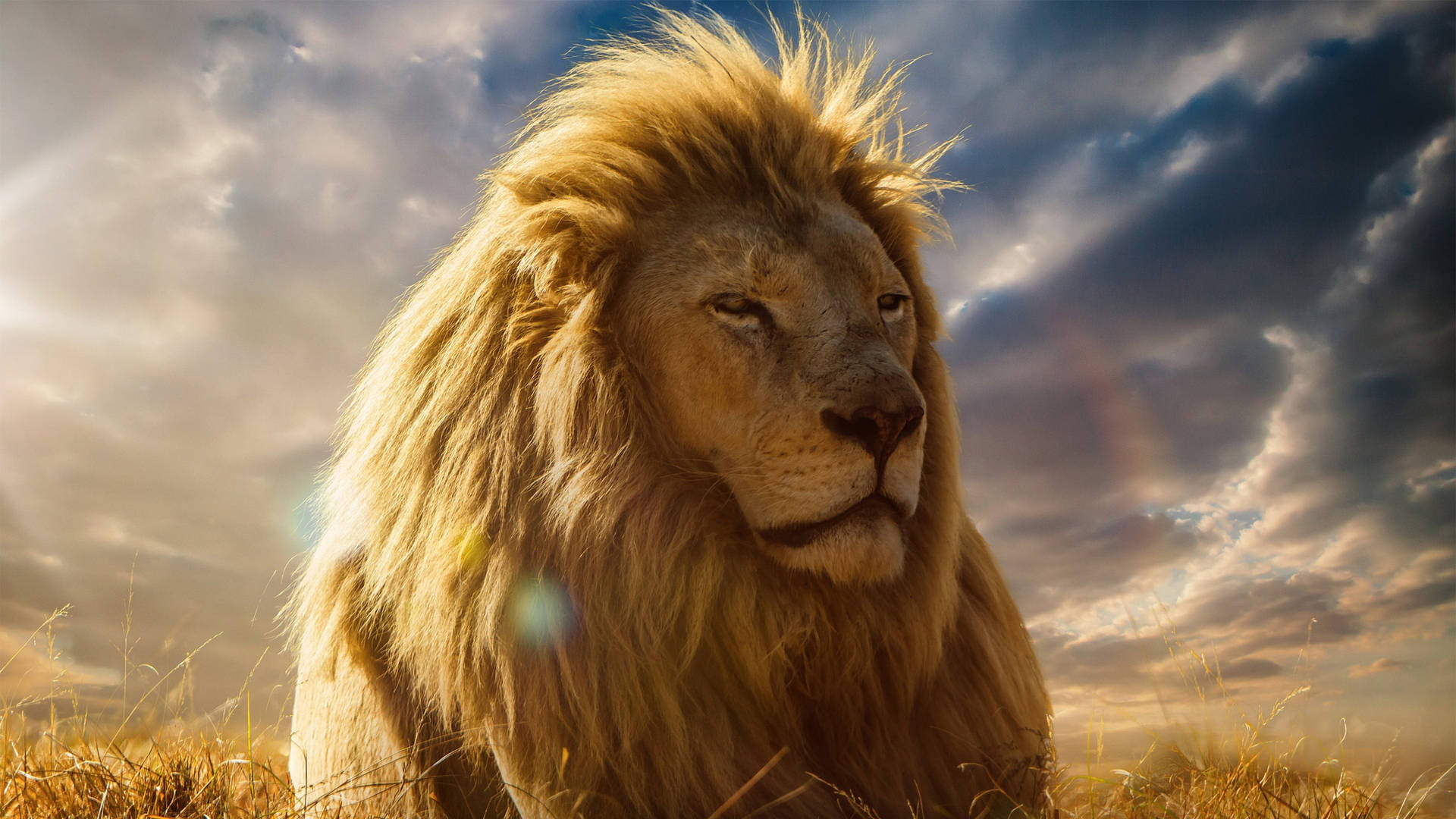 In Sunlight Lion Desktop Wallpaper