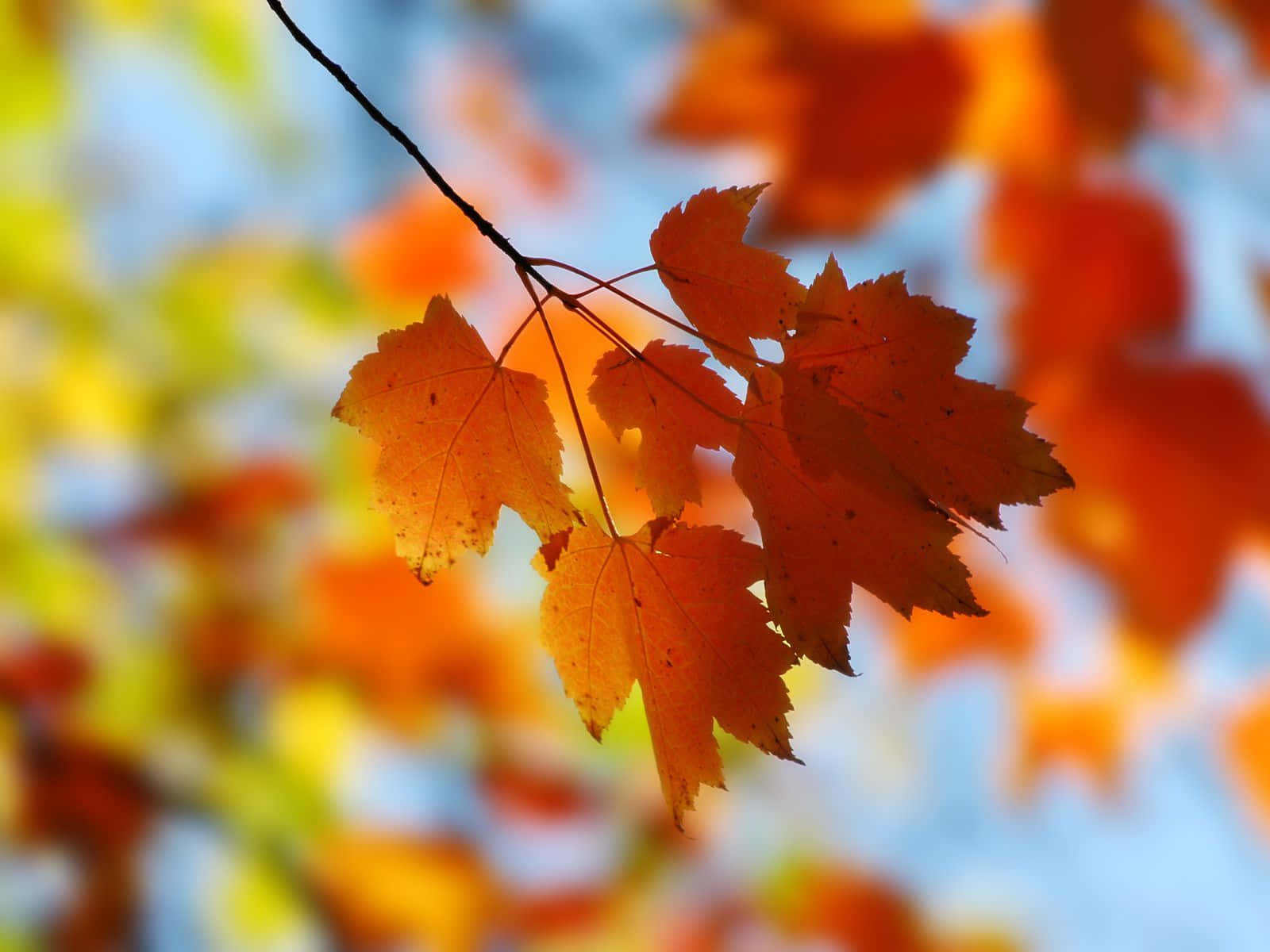 Incantevolescena Di Bosco Autunnale