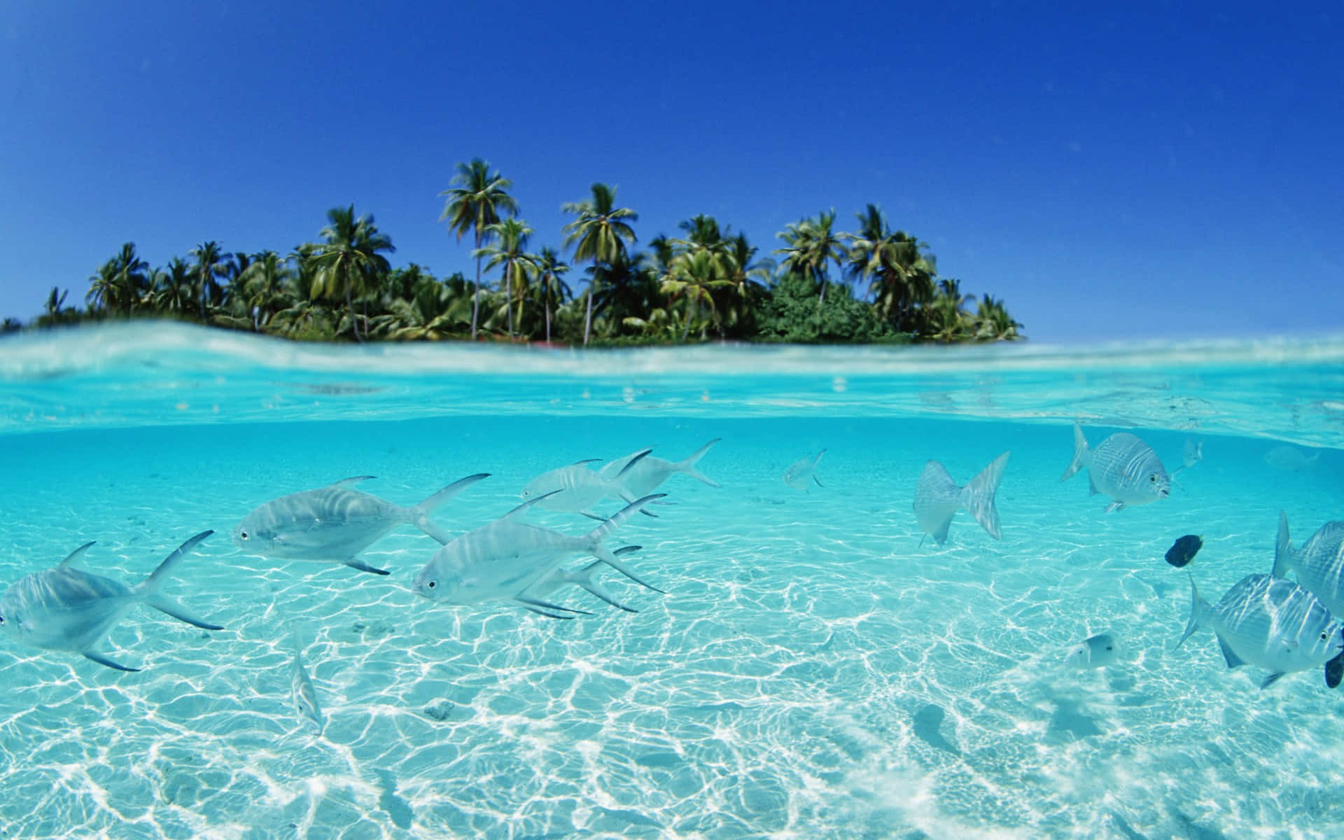 Incredibileparadiso Di Spiaggia Tropicale