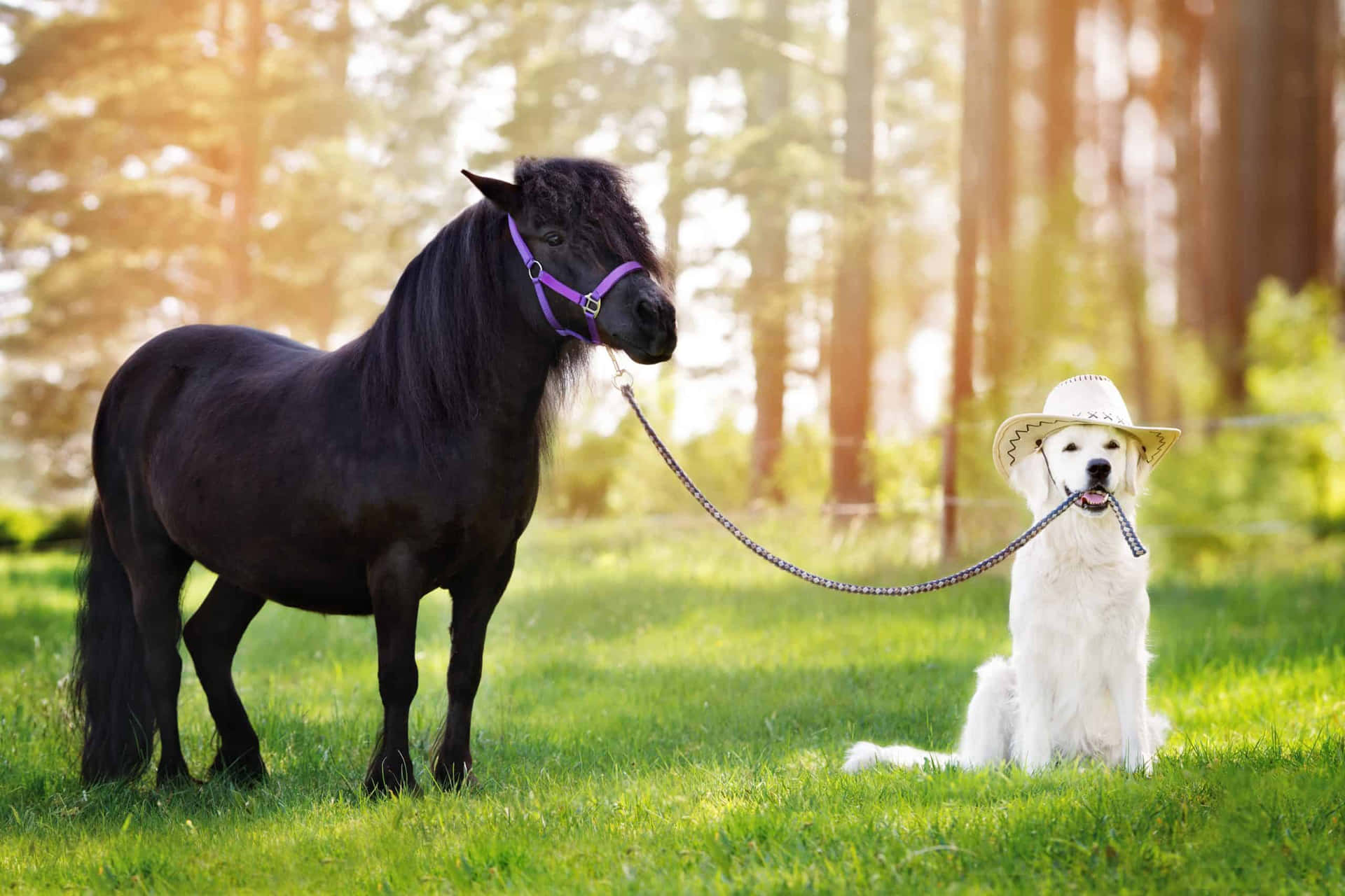 Incredible Moment Between Horse And Dog Wallpaper