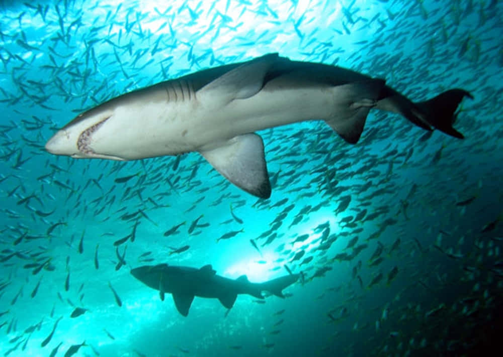 Incredible Underwater Shot Of A Peaceful Nurse Shark In Its Natural Habitat Wallpaper
