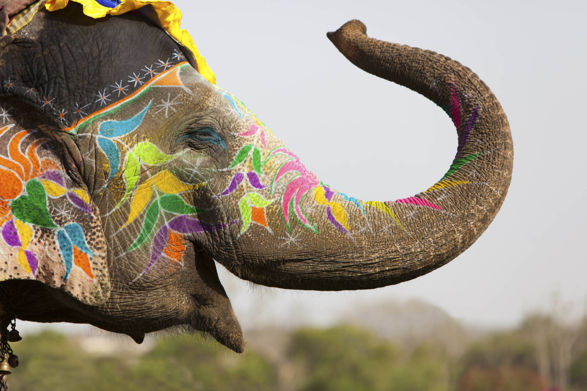 India Holi Elephant In Makeup Wallpaper