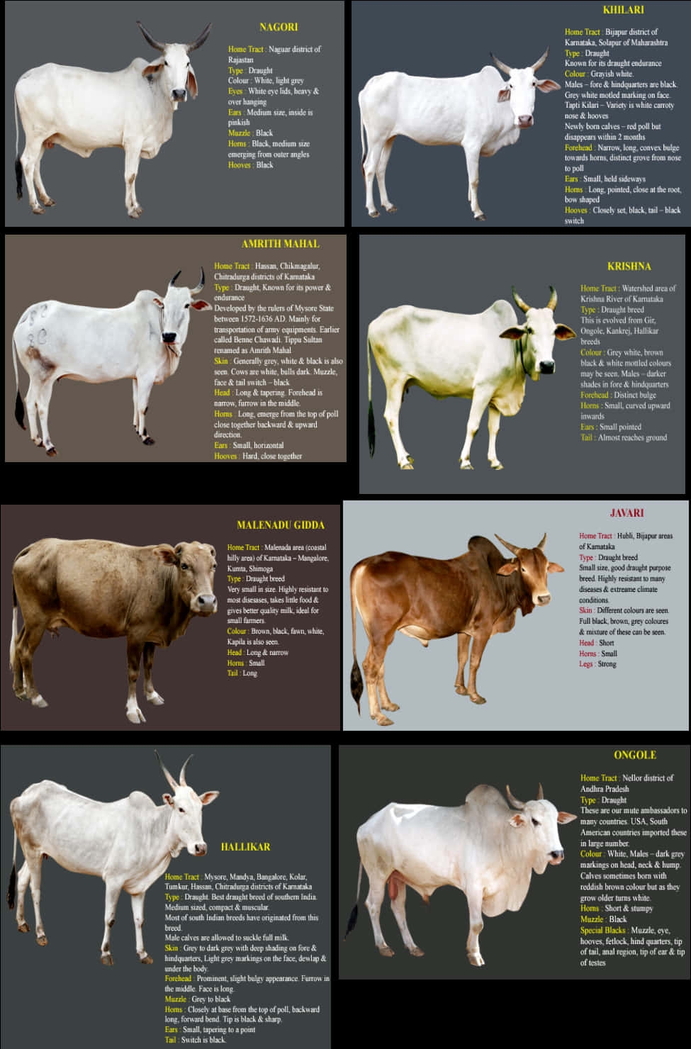 Indian_ Cattle_ Breeds_ Chart PNG