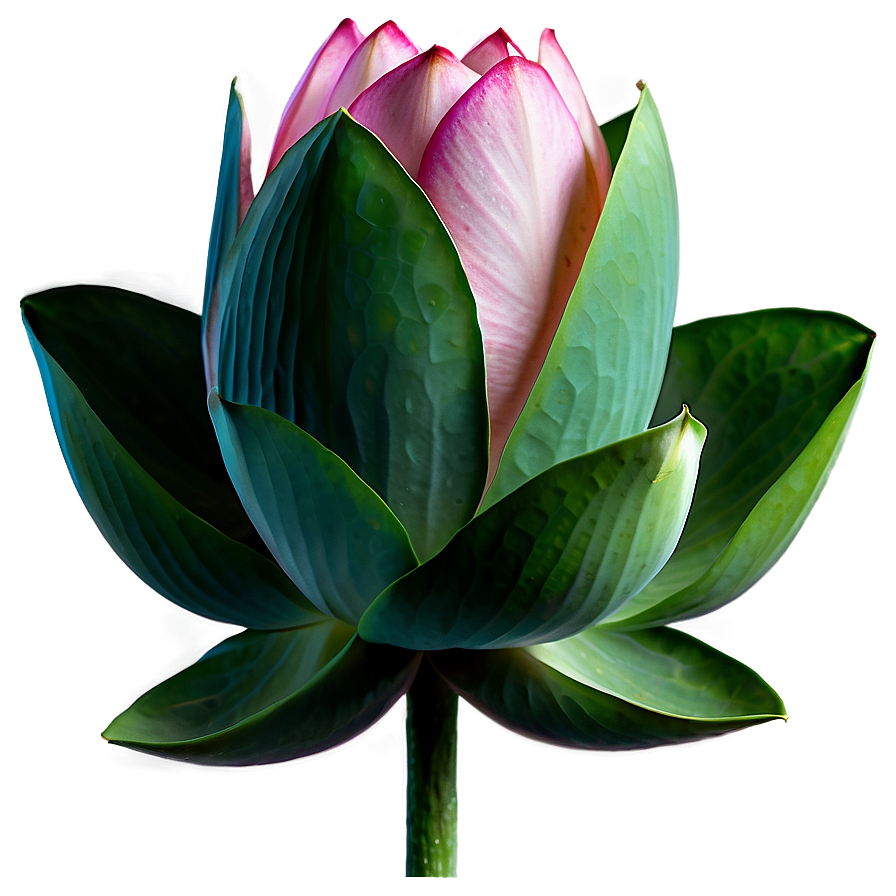 Download Indian Sacred Lotus Png Ctj52 | Wallpapers.com