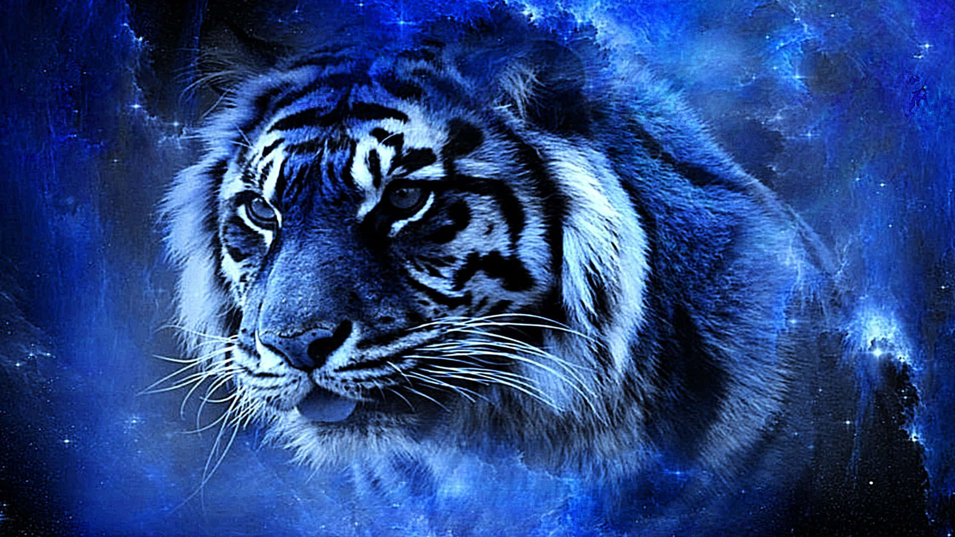 Indian Tiger Blue Background