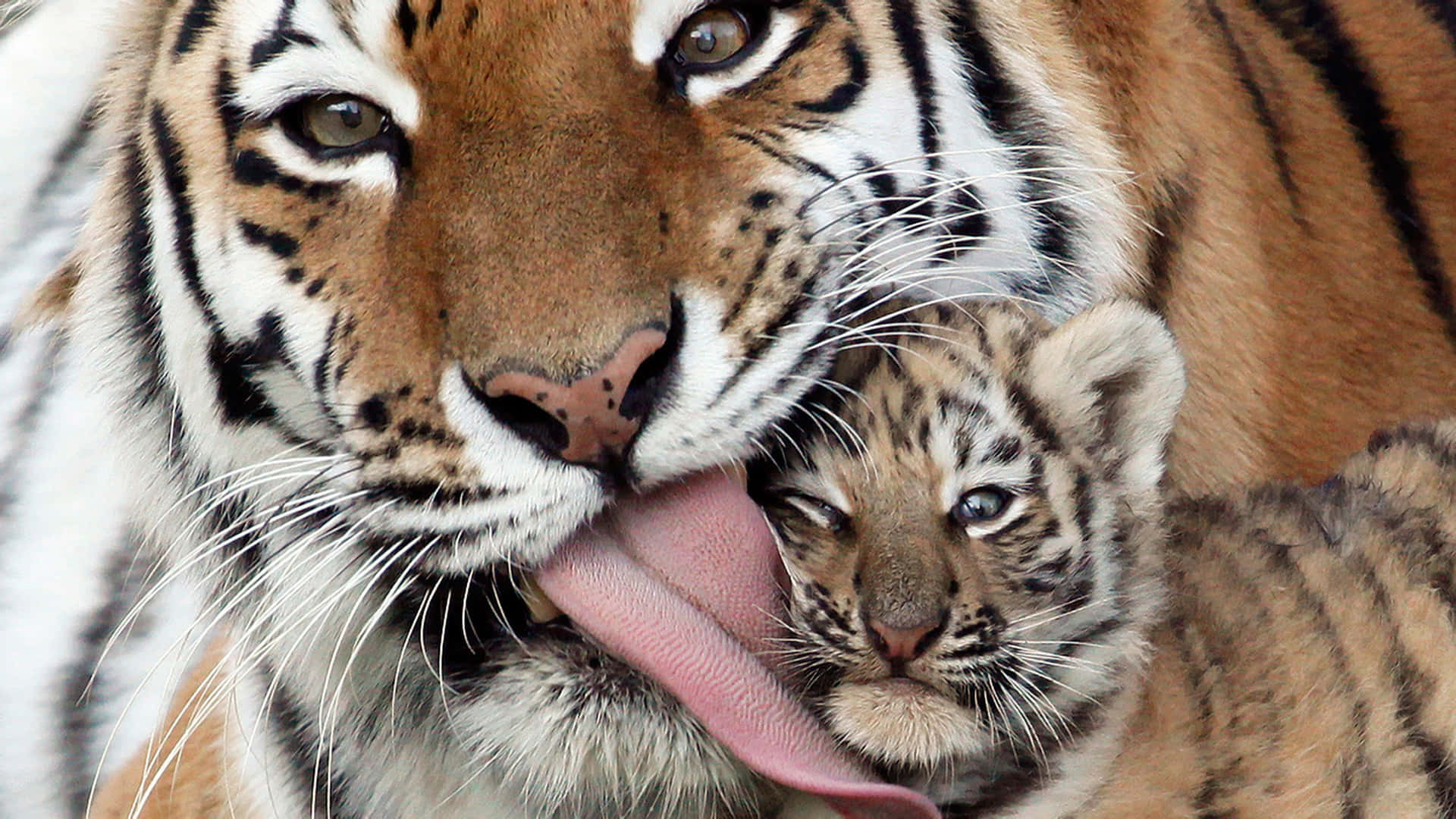 Indian Tiger Mother And Cub Background