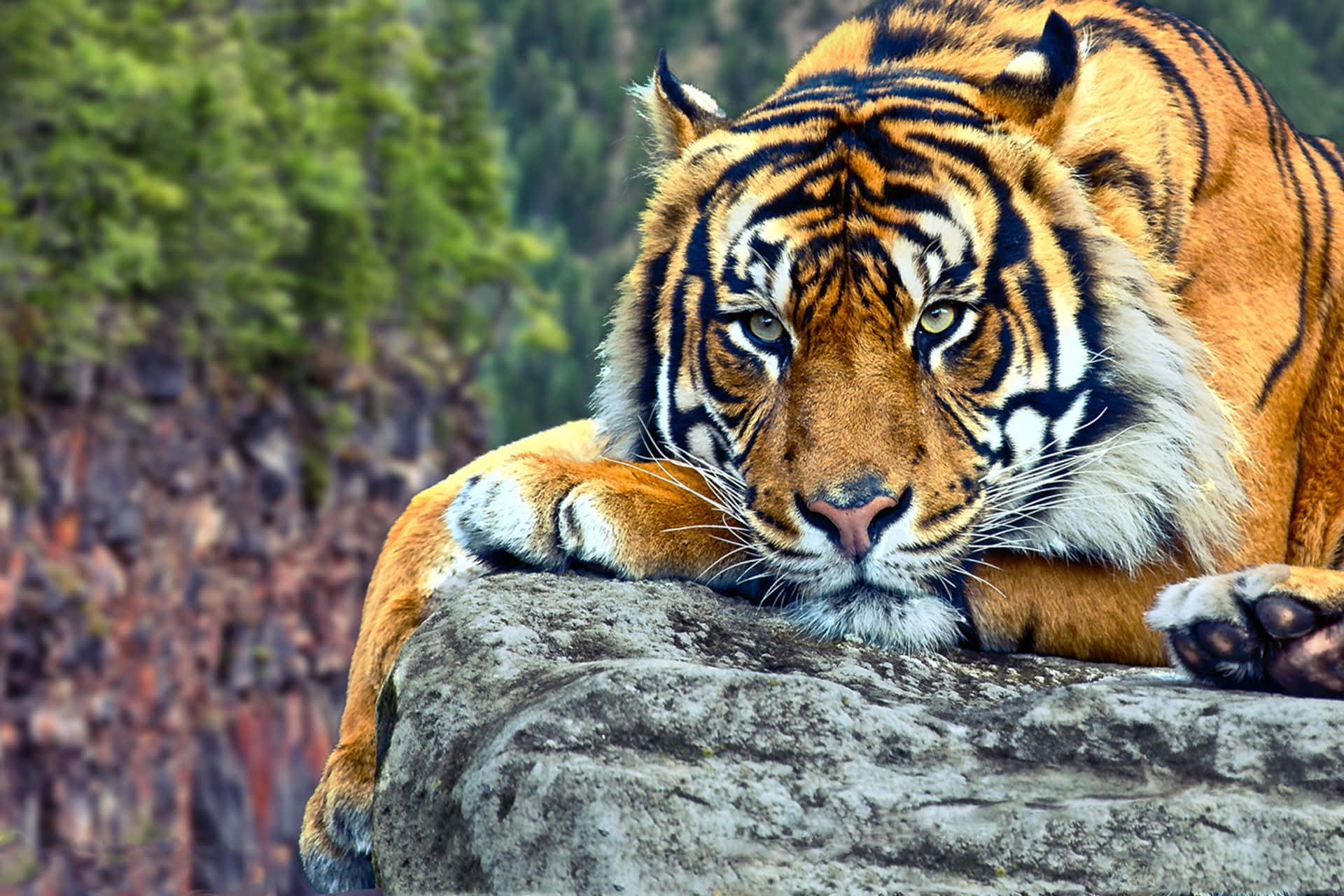 Indian Tiger On A Cliff Wallpaper