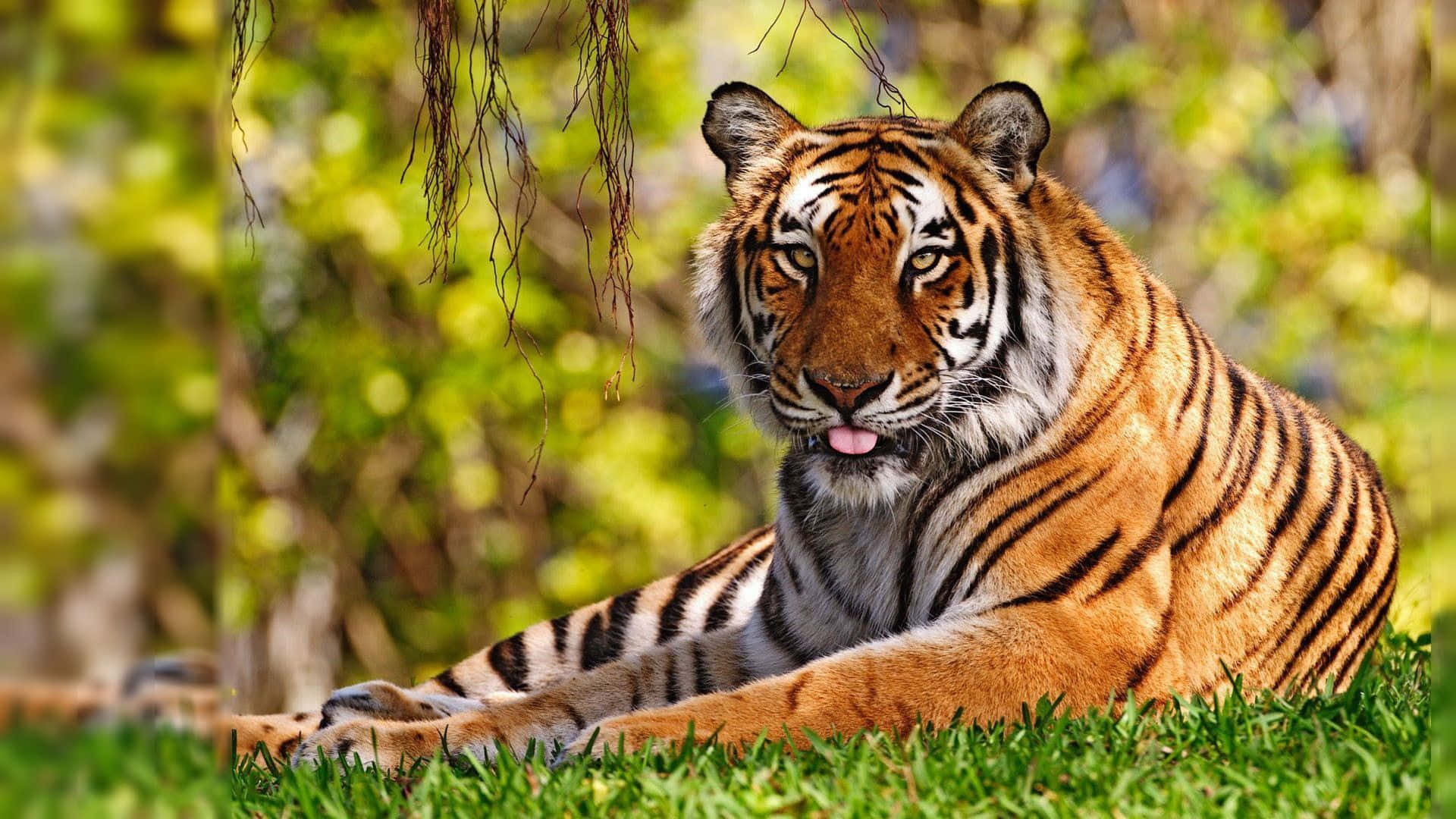Indian Tiger On Grass Background