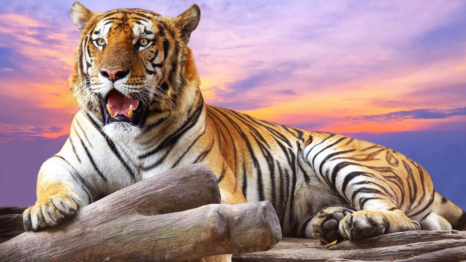 Indian Tiger Purple Sky Background
