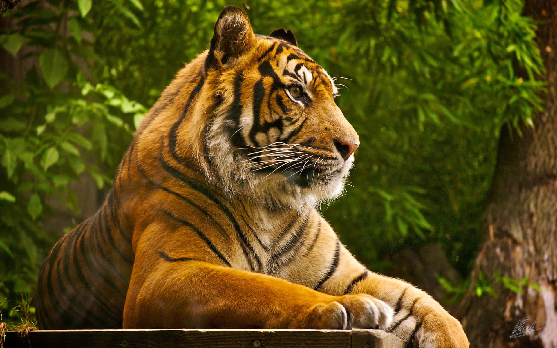 Indian Tiger Side Profile Background
