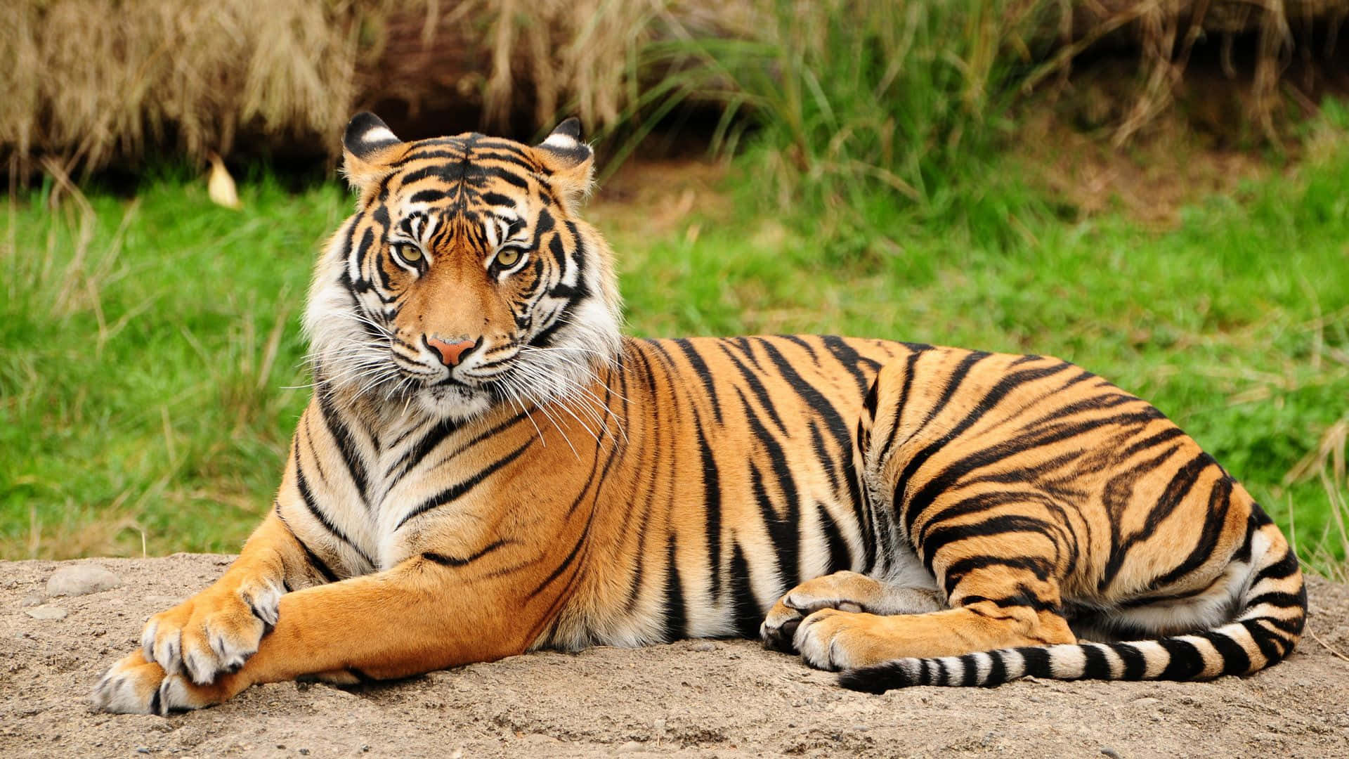 Indian Tiger Sitting On Grass Background