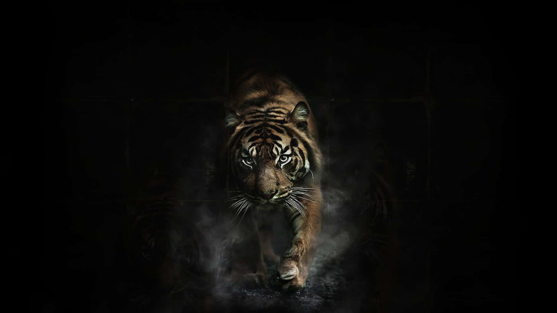 Indian Tiger Smoke Wallpaper