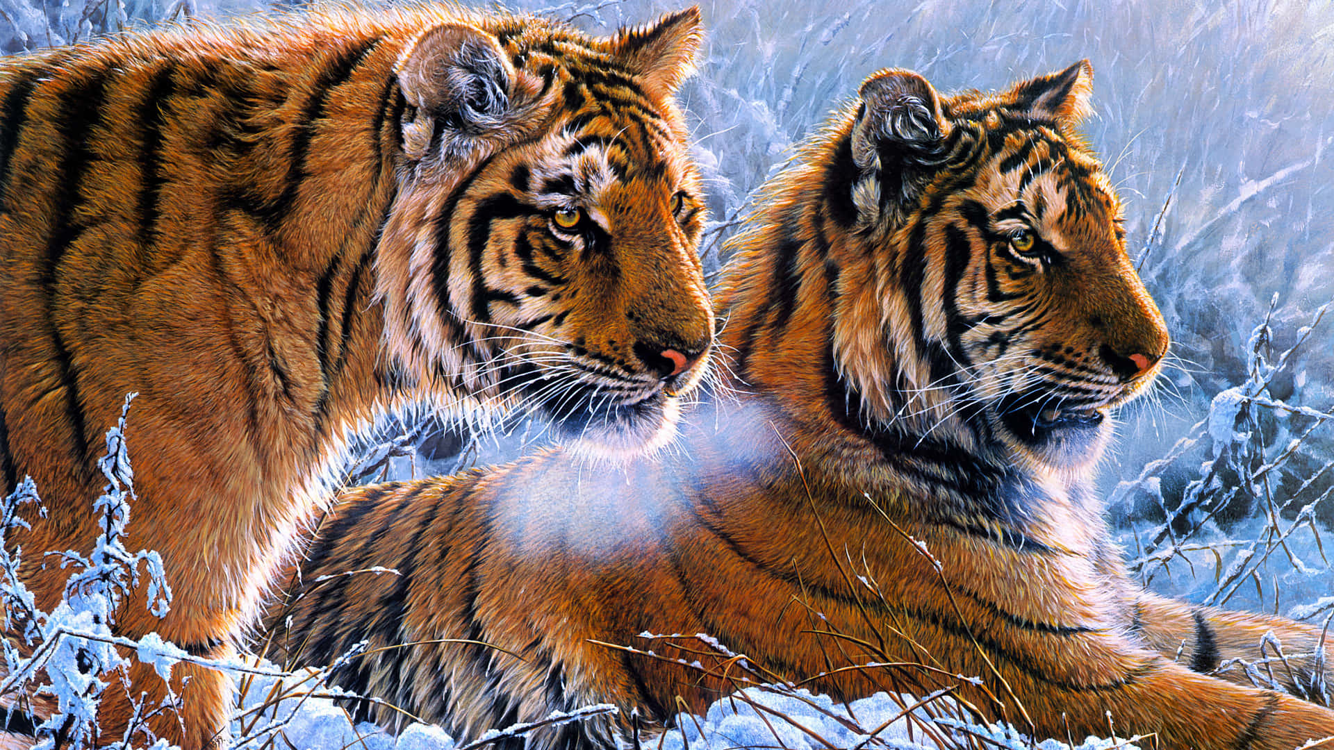 Indian Tiger Snow Background