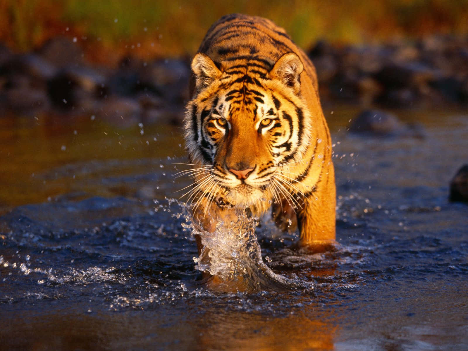 Indian Tiger Walking On A Lake Background