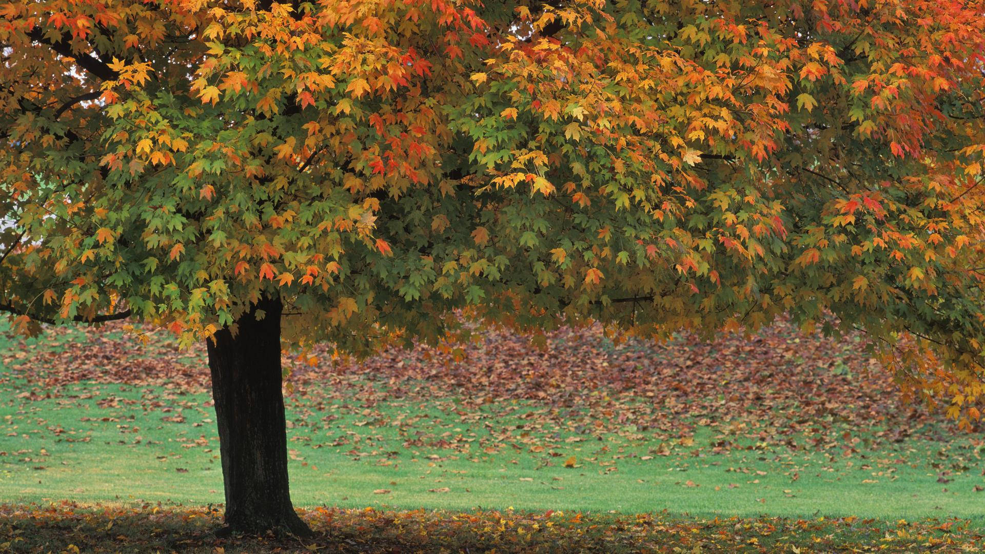 Indiana Autumn Trees Wallpaper
