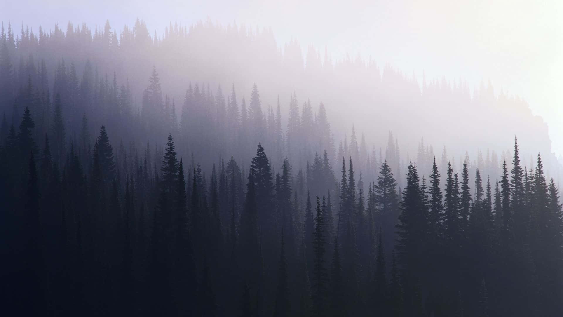 A Mountain With Trees In The Fog Wallpaper