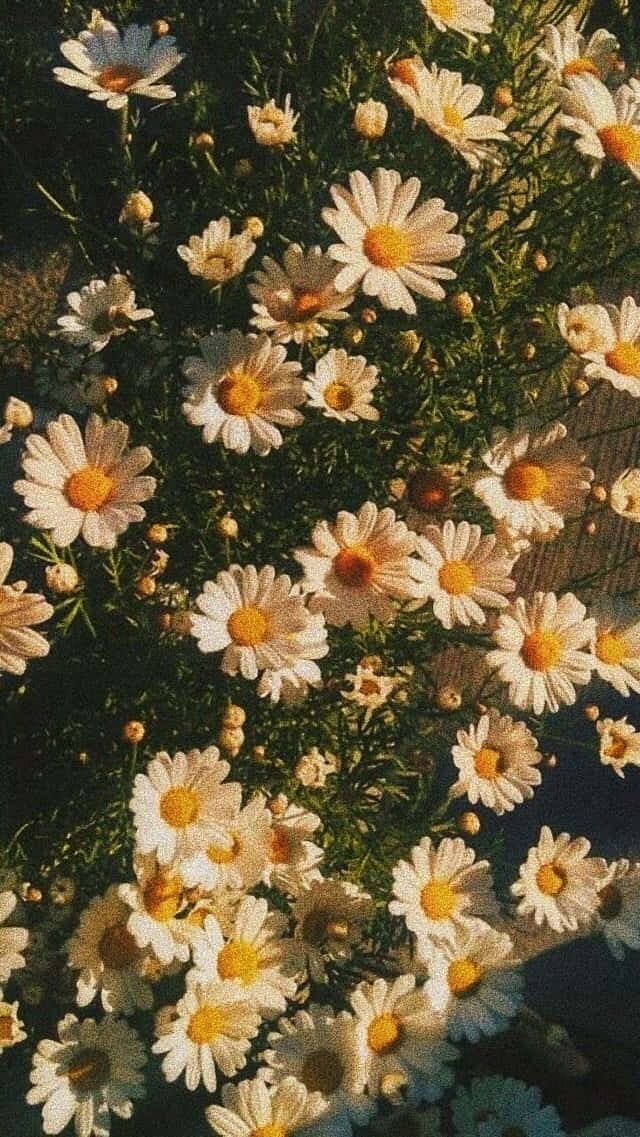 Daisies In The Sun