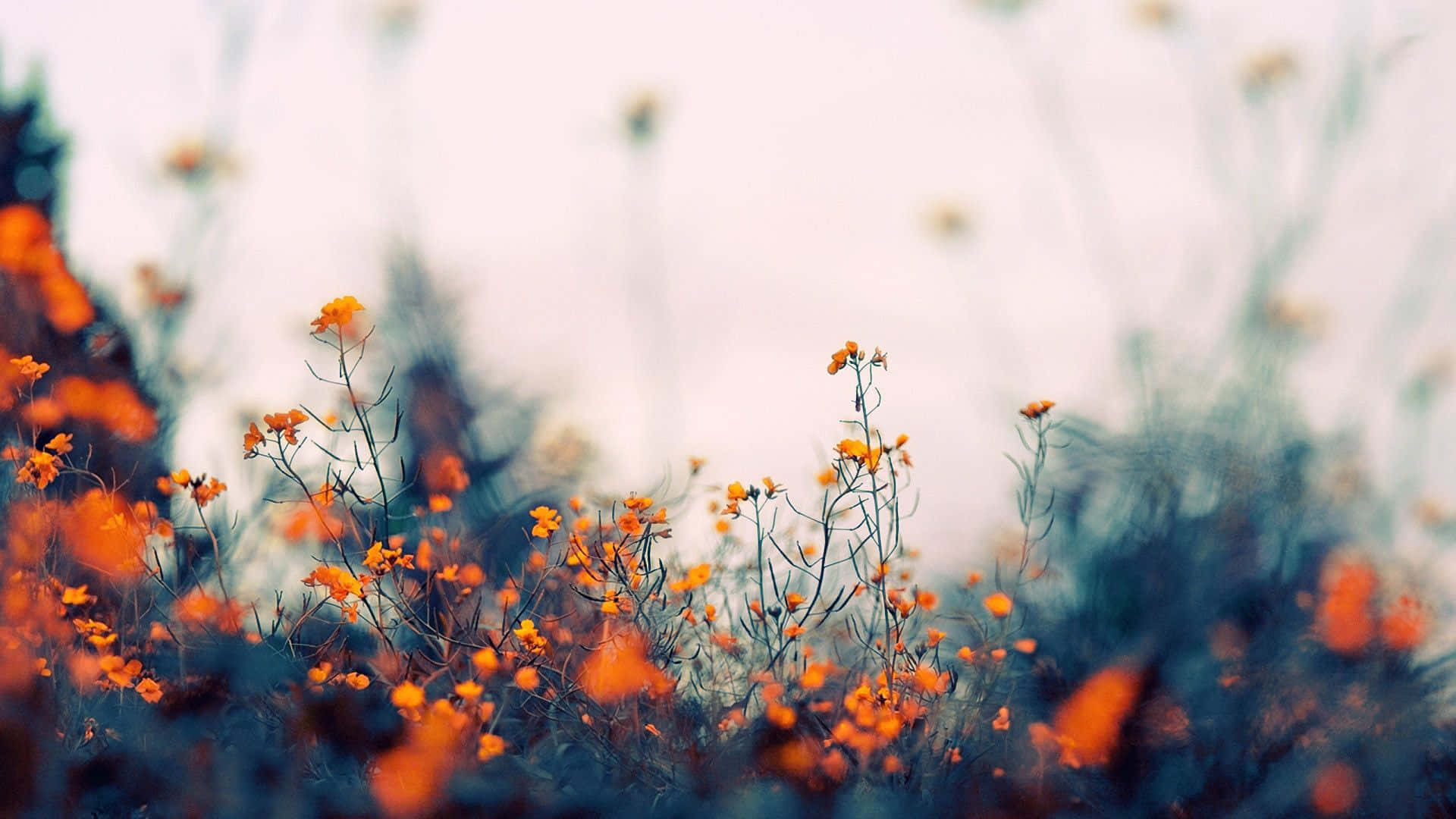 Orange Flowers In The Field With Blurry Background