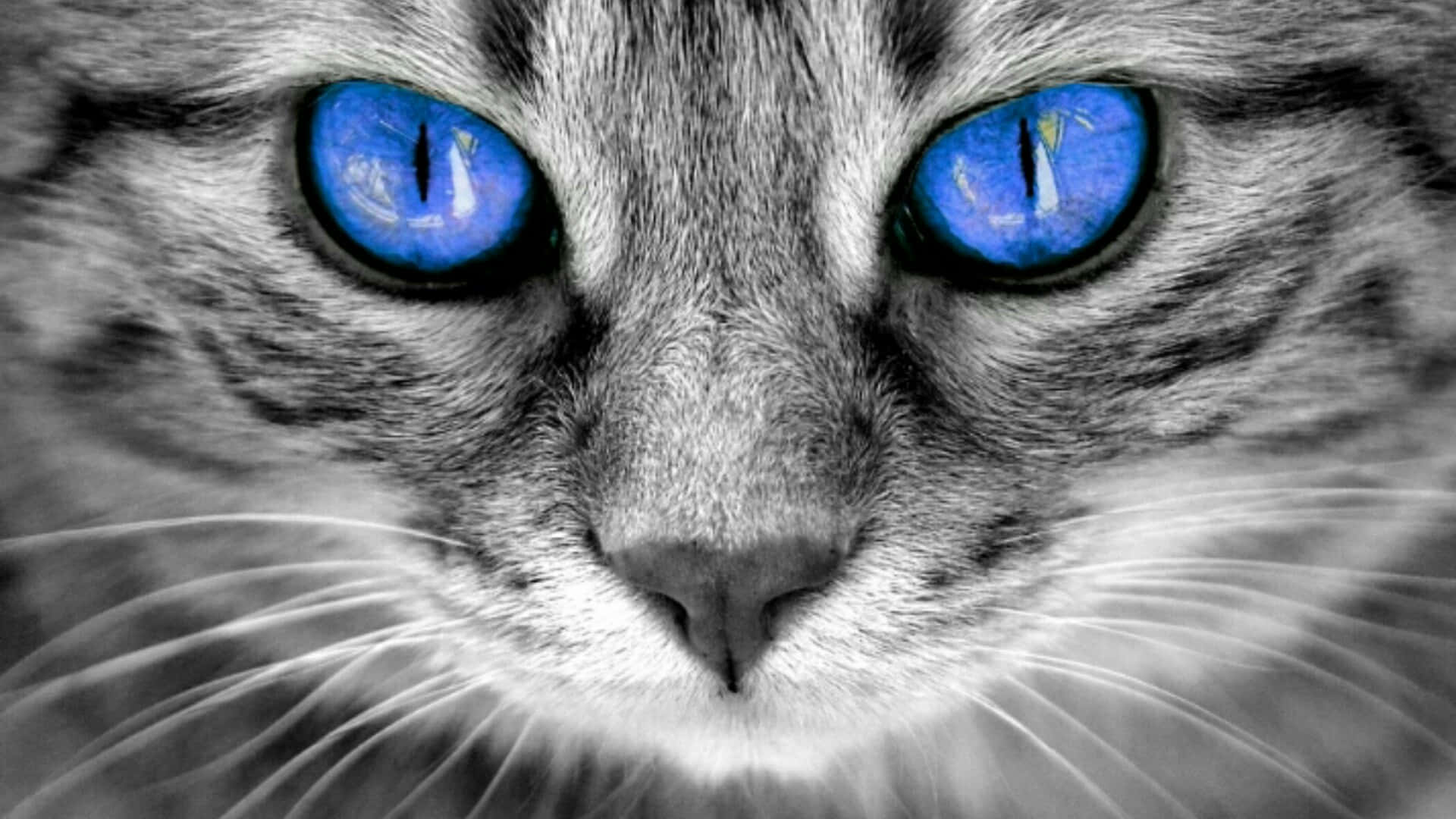 Indigo Cat Eyes Gray Cat Background