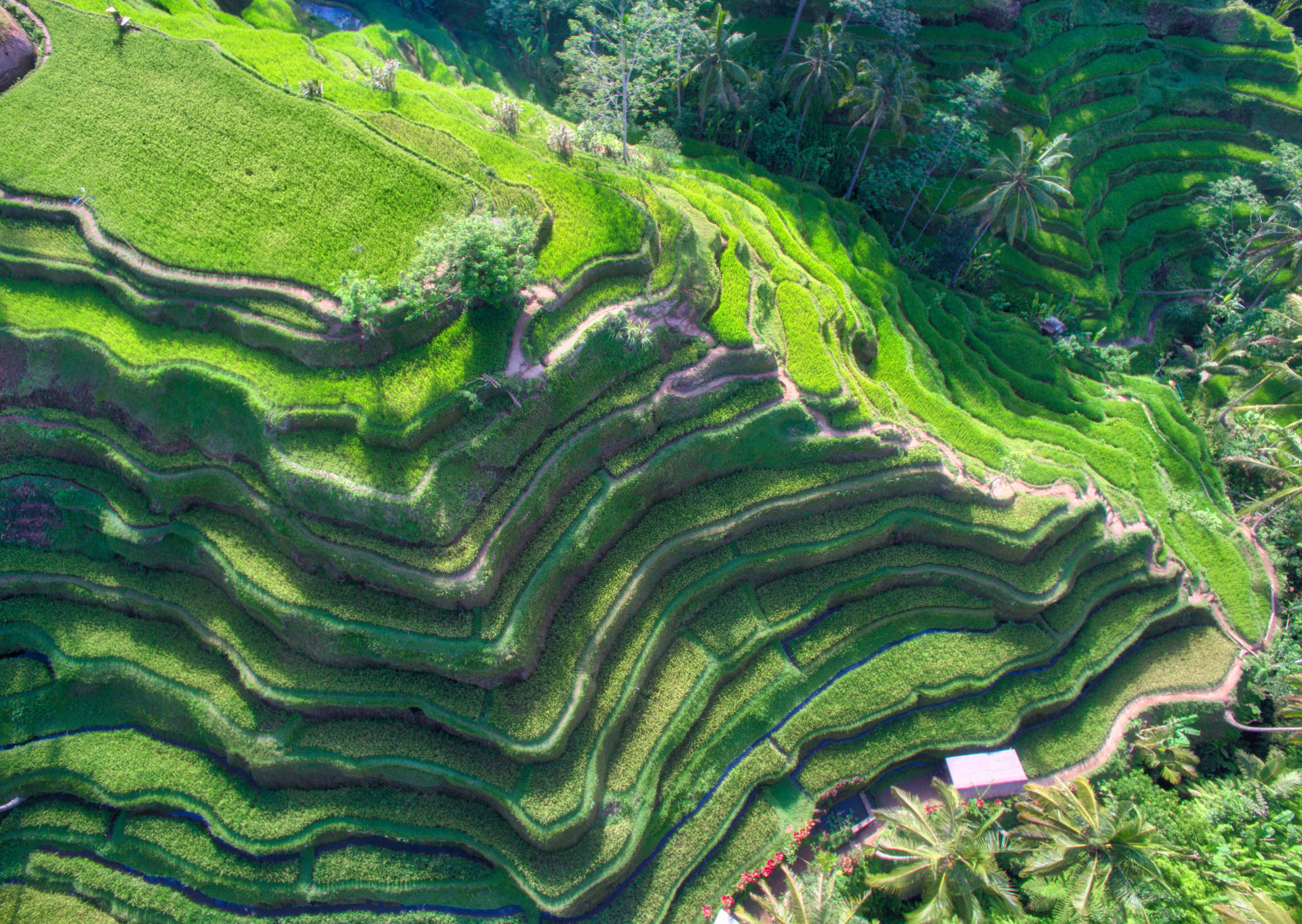Stunning View of Tegallalang Rice Terraces, Ubud, Indonesia Wallpaper