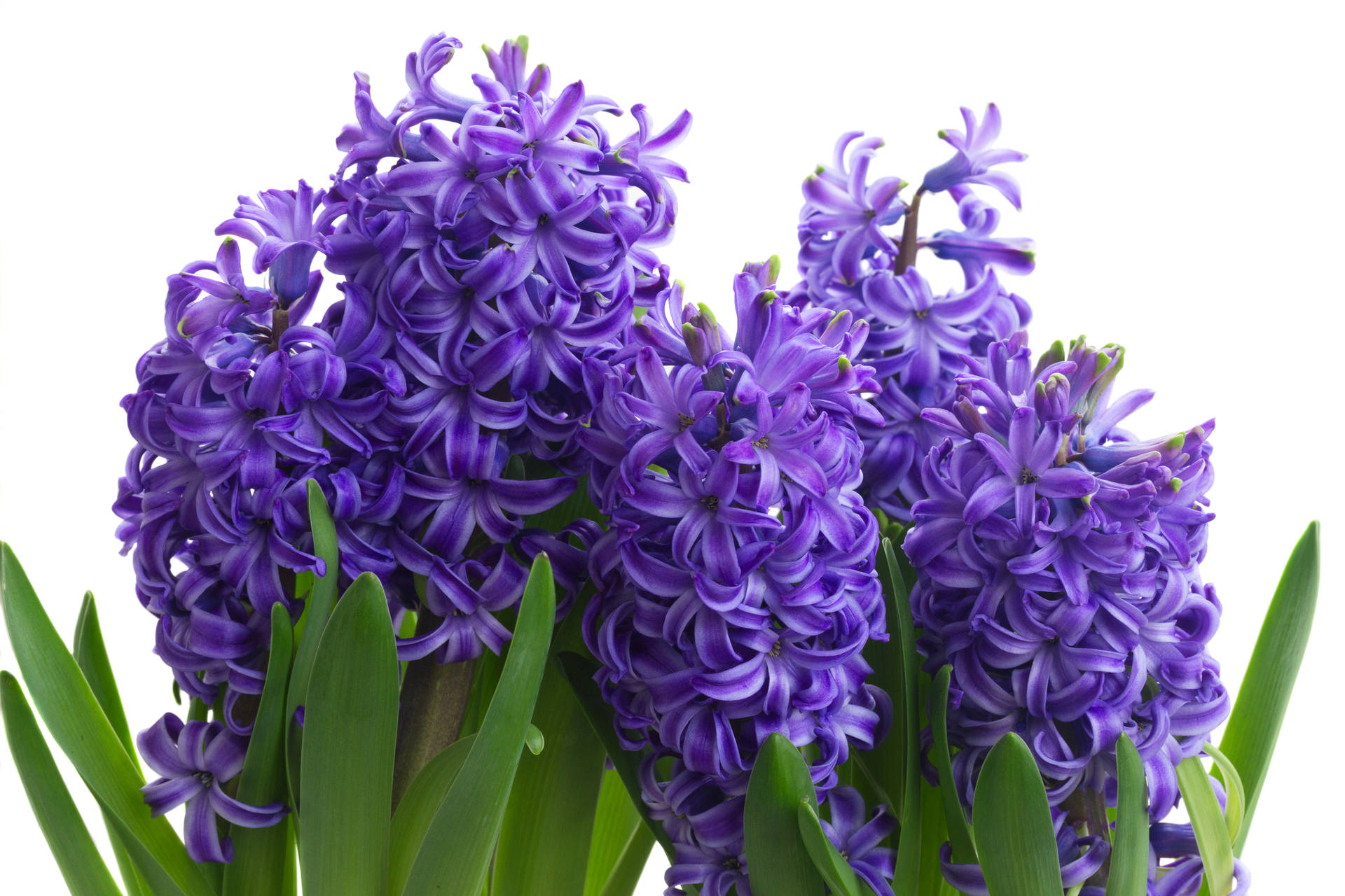 Indoor Blue Star Hyacinth Flowers