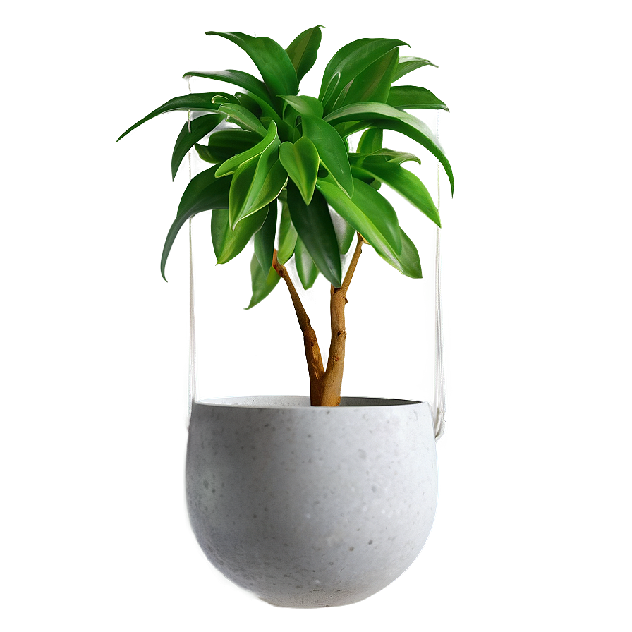 Indoor Hanging Plant Png Srh PNG