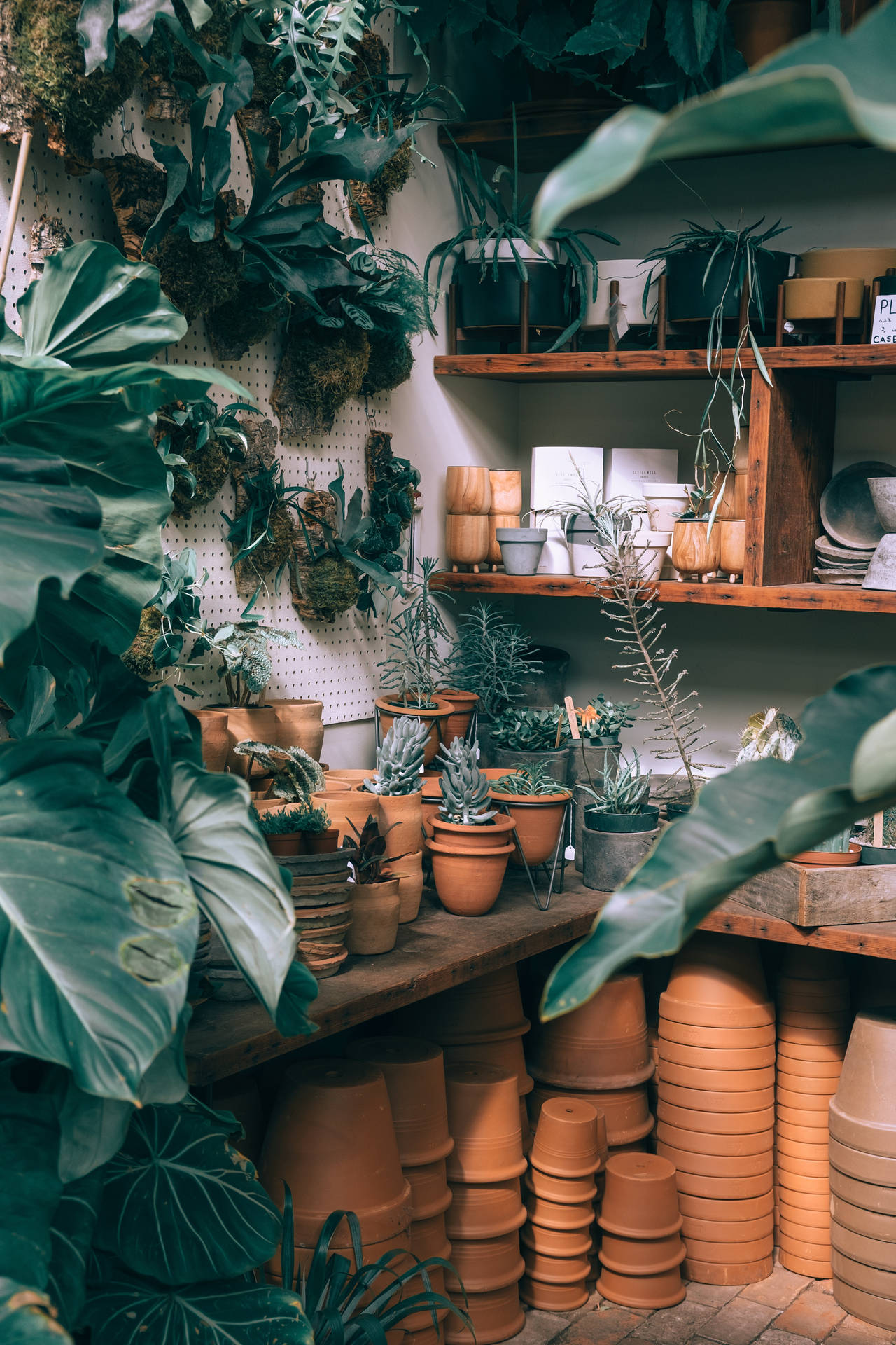 Indoor House Plants With Pots Wallpaper
