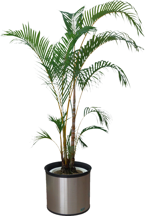 Indoor Palm Plantin Silver Pot PNG