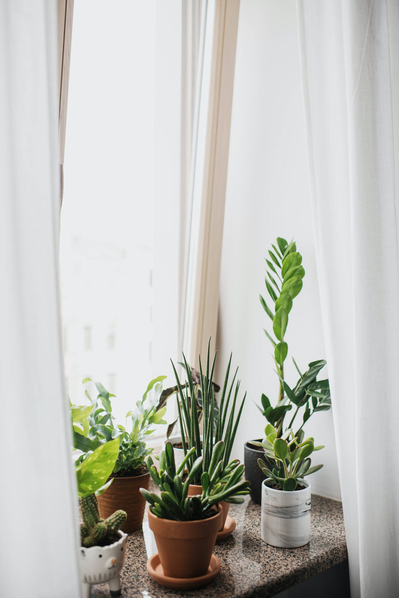 Indoor Plant Aesthetic Wallpaper