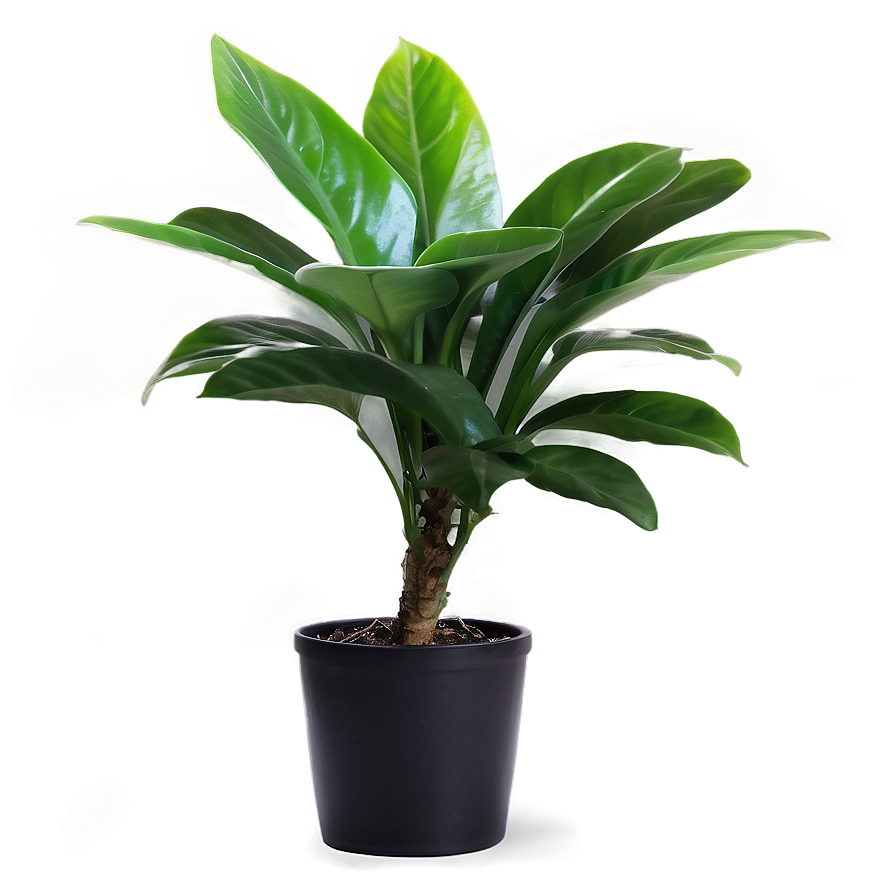 Indoor Plant Png 05032024 PNG