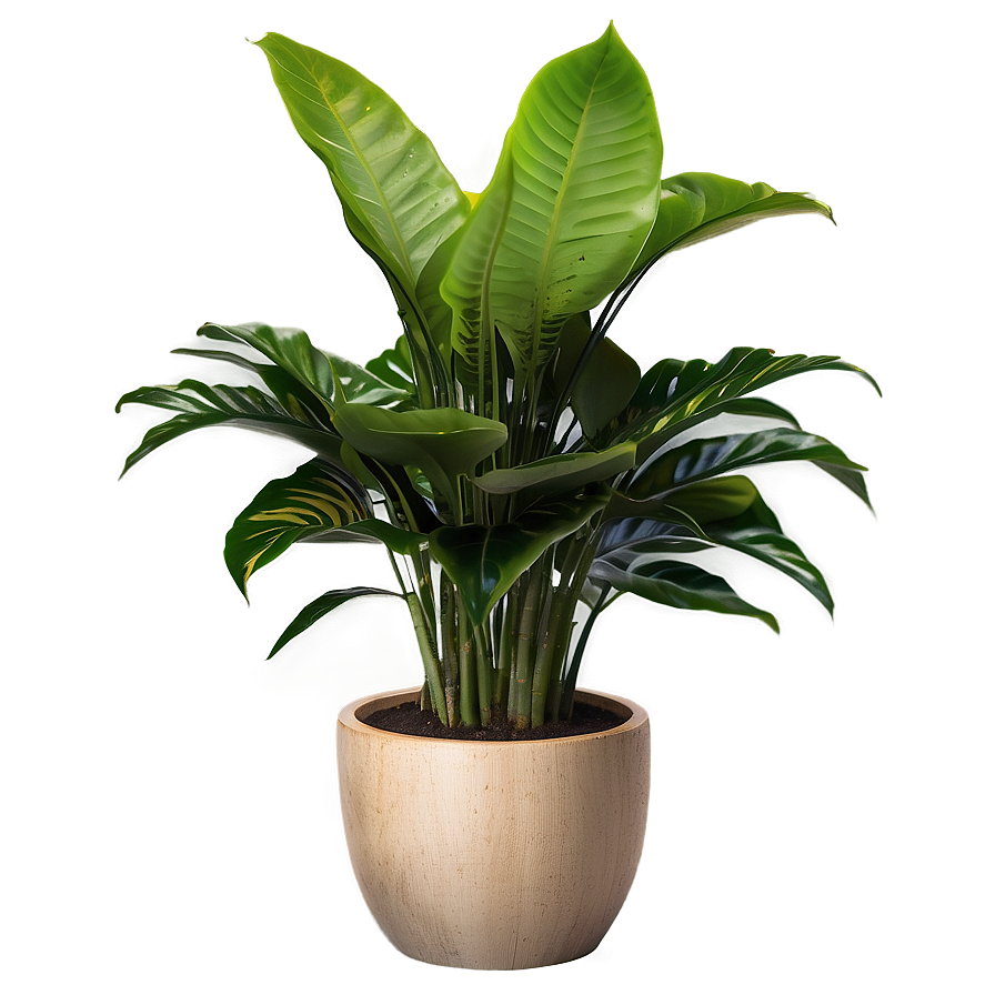 Indoor Plant Png 41 PNG