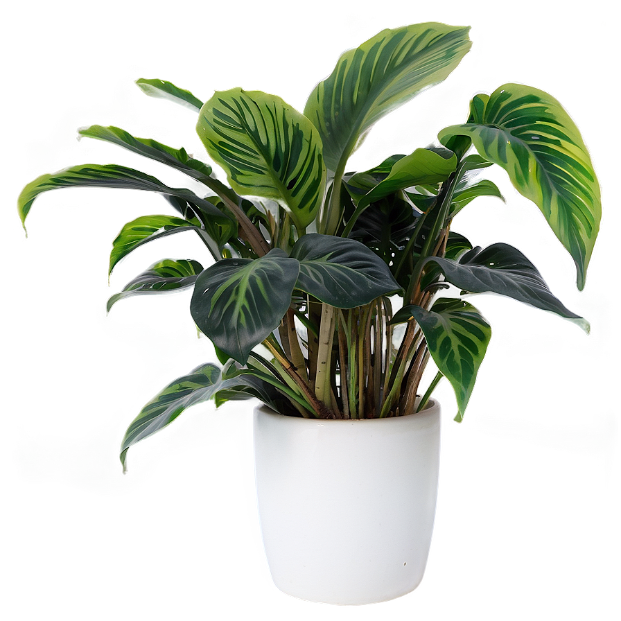 Download Indoor Plants Png Lrv57 | Wallpapers.com