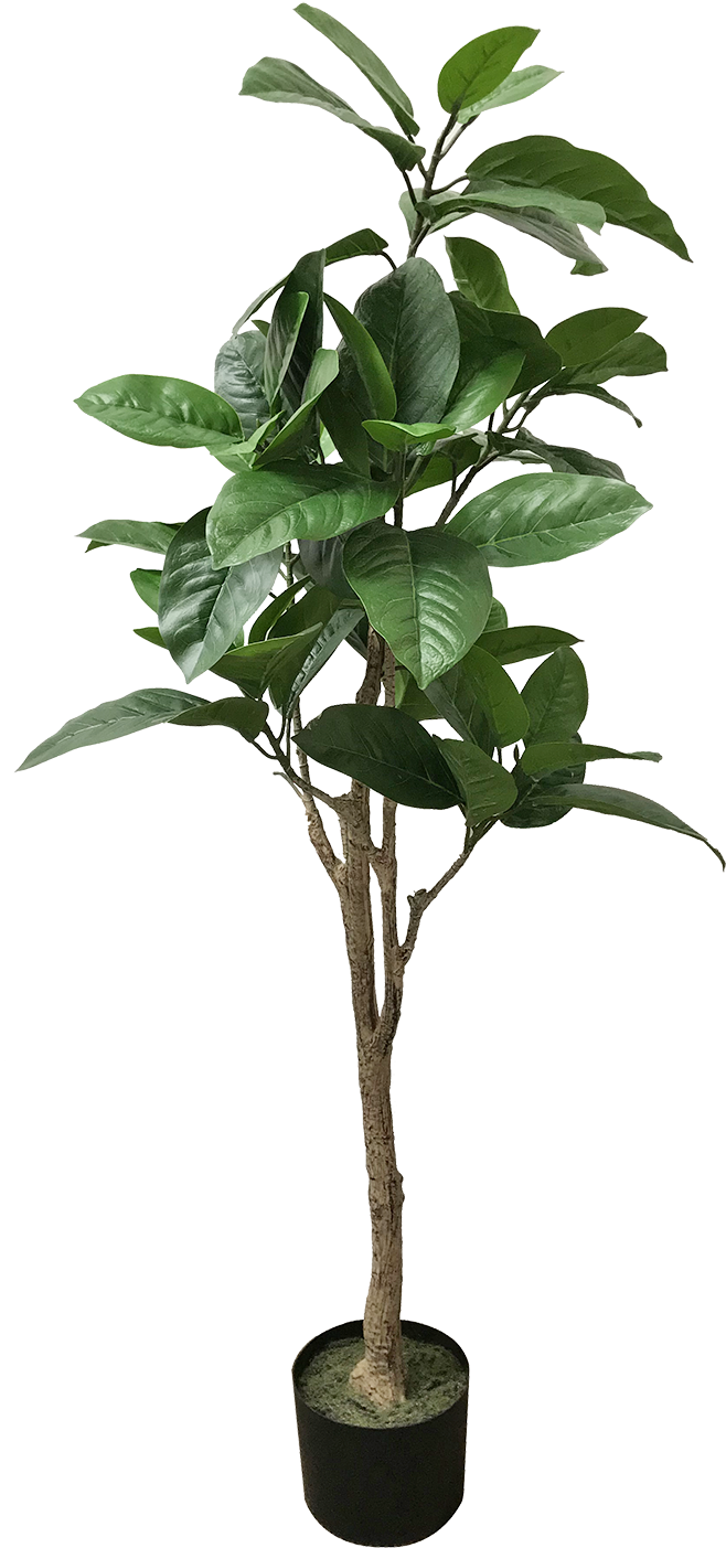 Indoor Potted Tropical Tree PNG