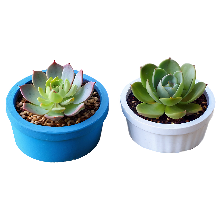 Indoor Succulent Pots Png 39 PNG