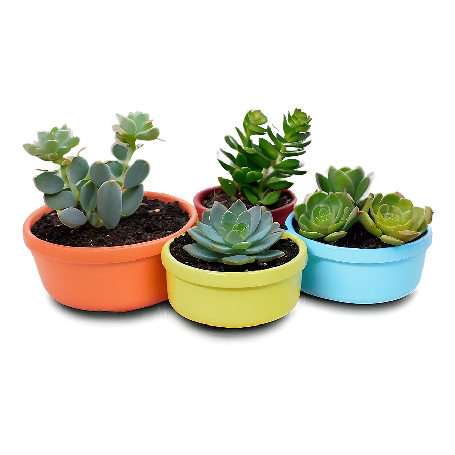 Indoor Succulent Pots Png Jtq PNG