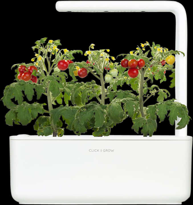 Indoor Tomato Plant Growth L E D Light System PNG