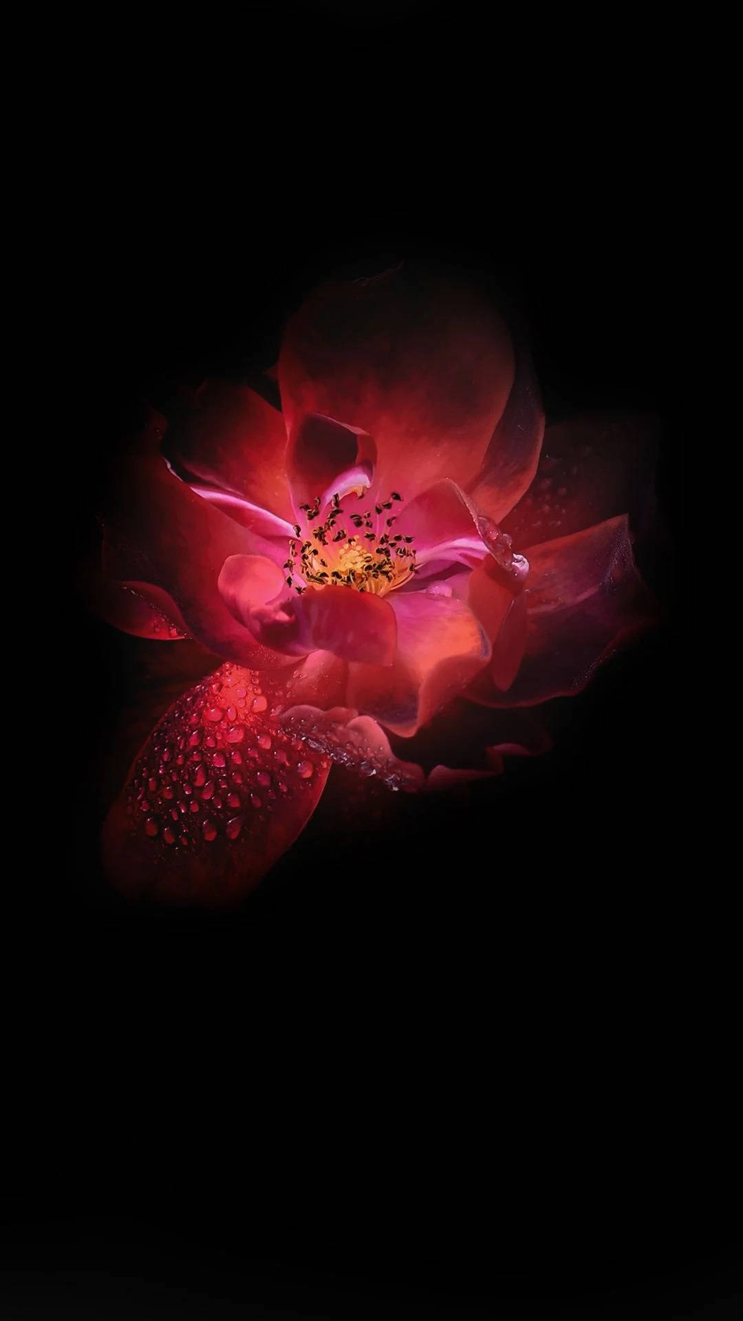 Infinix Dark Red Lotus Flower Wallpaper