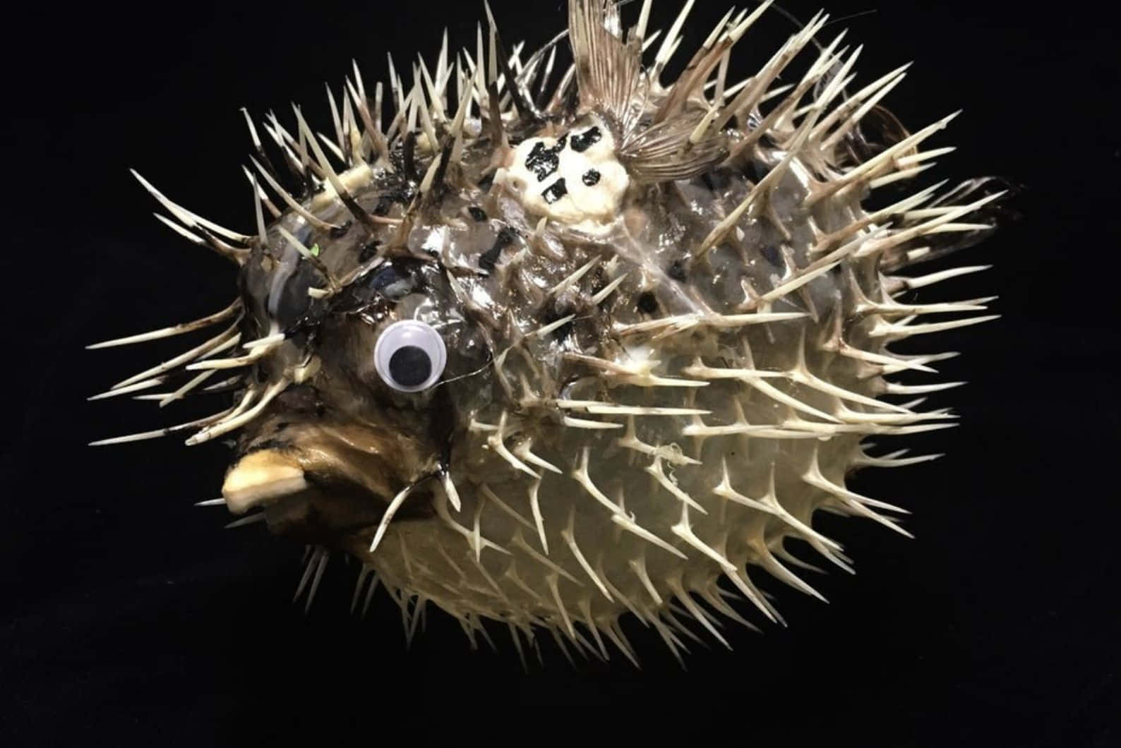 Inflated Blowfish Black Background Wallpaper