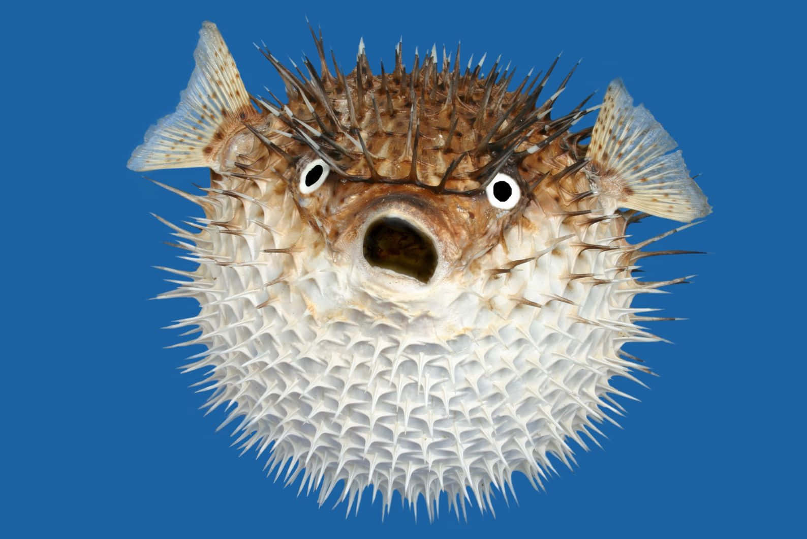 Inflated Blowfish Blue Background Wallpaper