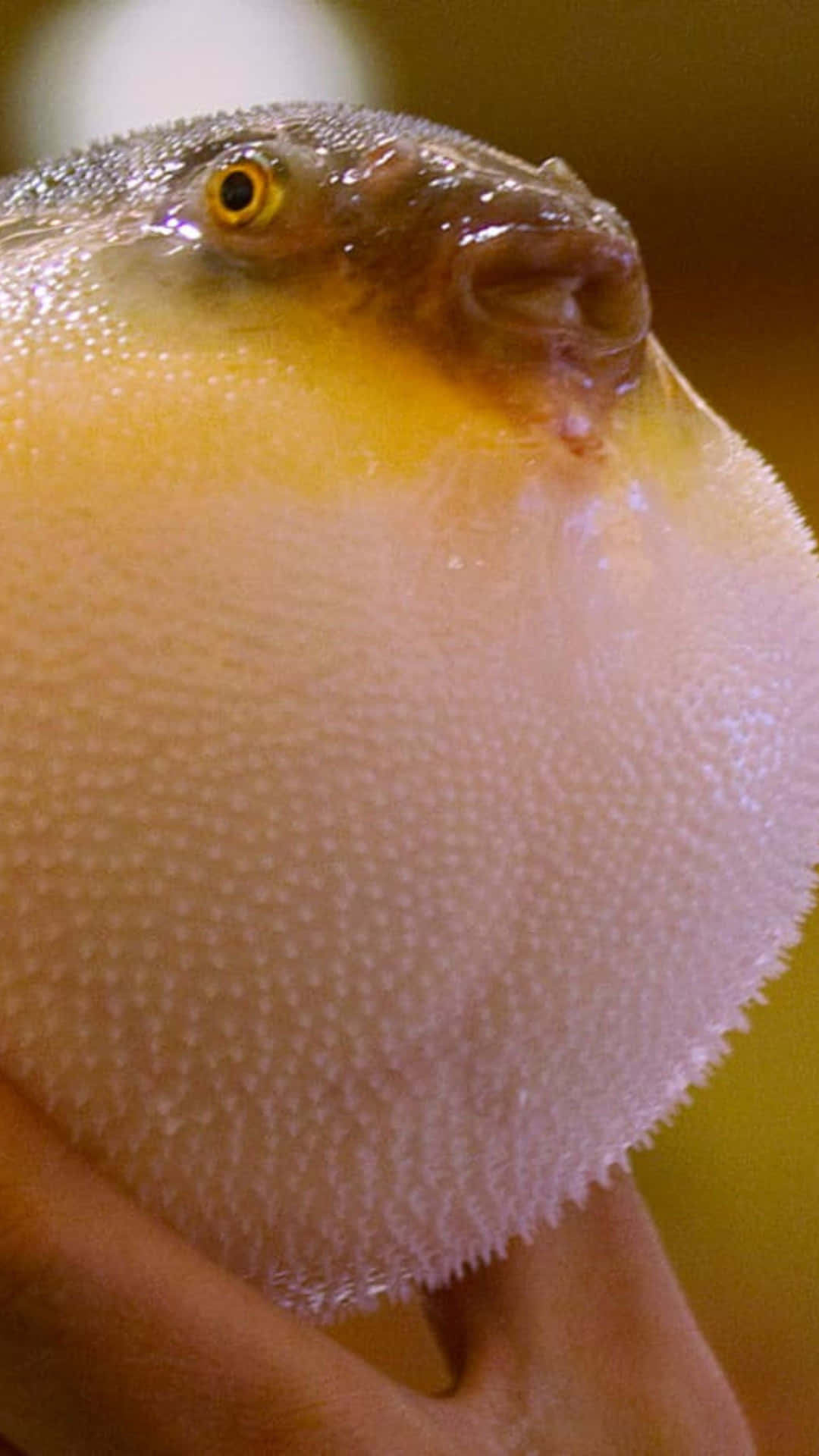 Inflated Blowfish Close Up Wallpaper