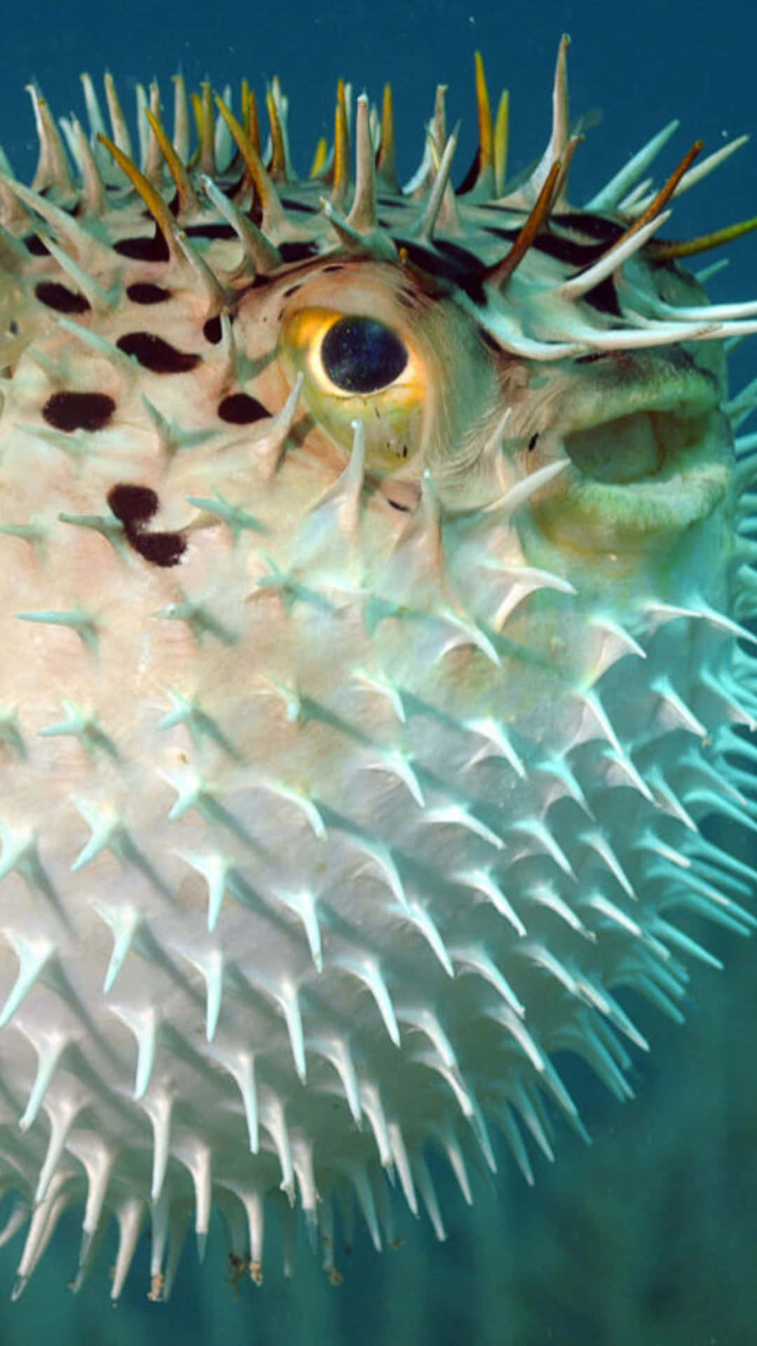 Inflated Blowfish Closeup Wallpaper