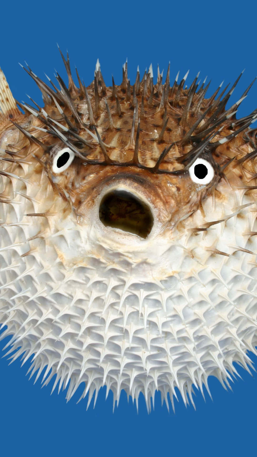 Inflated Blowfish Face Wallpaper
