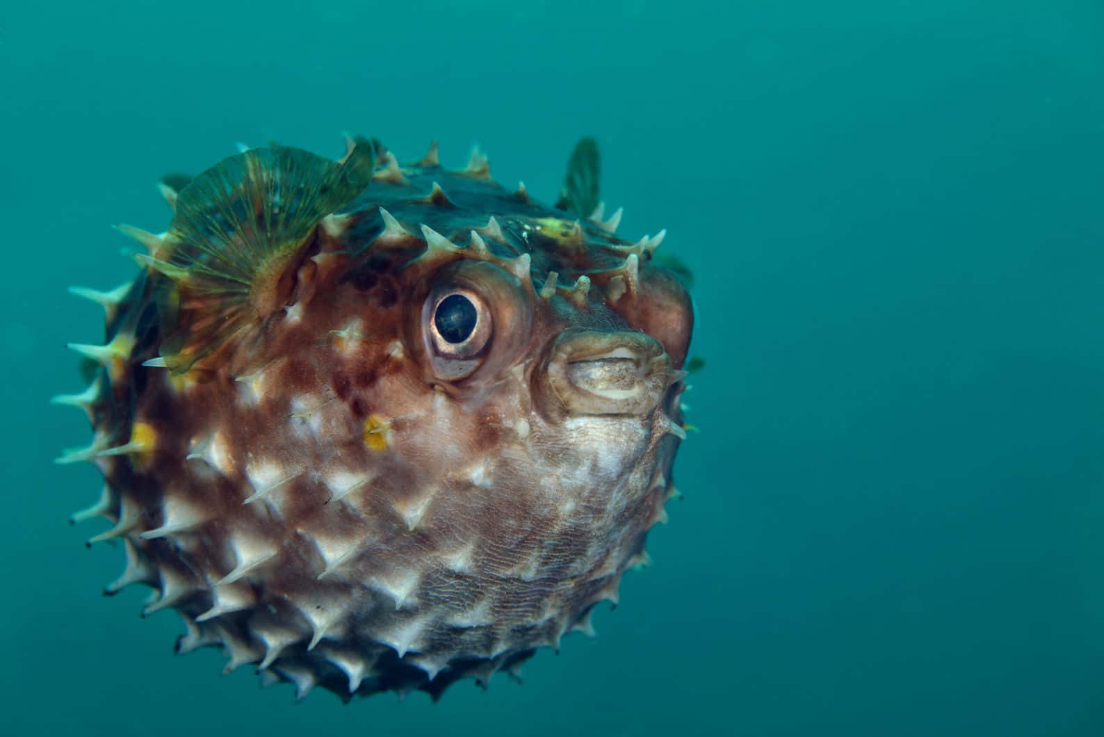 Inflated Blowfish Underwater.jpg Wallpaper