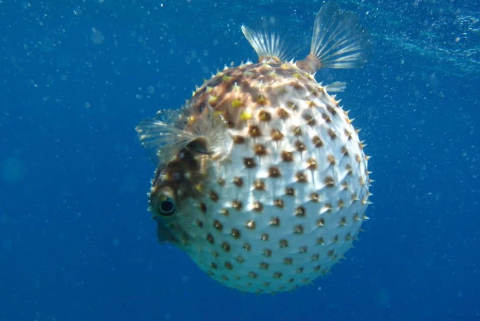 Inflated Blowfish Underwater.jpg Wallpaper