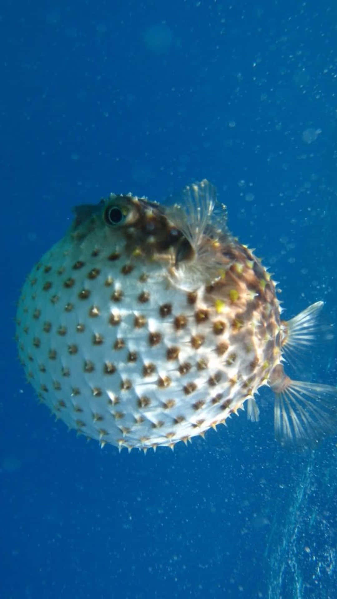 Inflated Blowfish Underwater Wallpaper